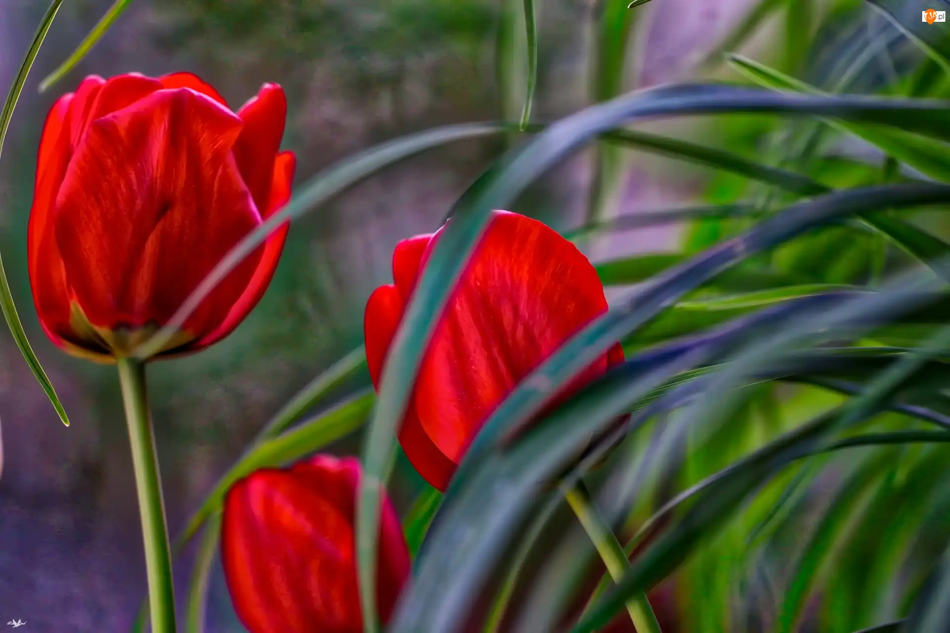Liście, Tulipany