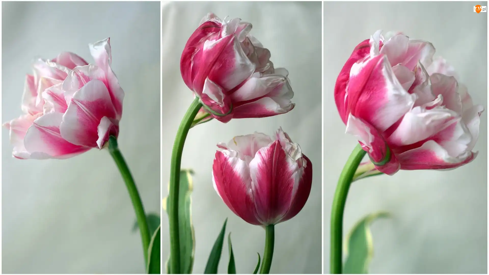 Tulipany, Biało-różowe, Rozkwitające