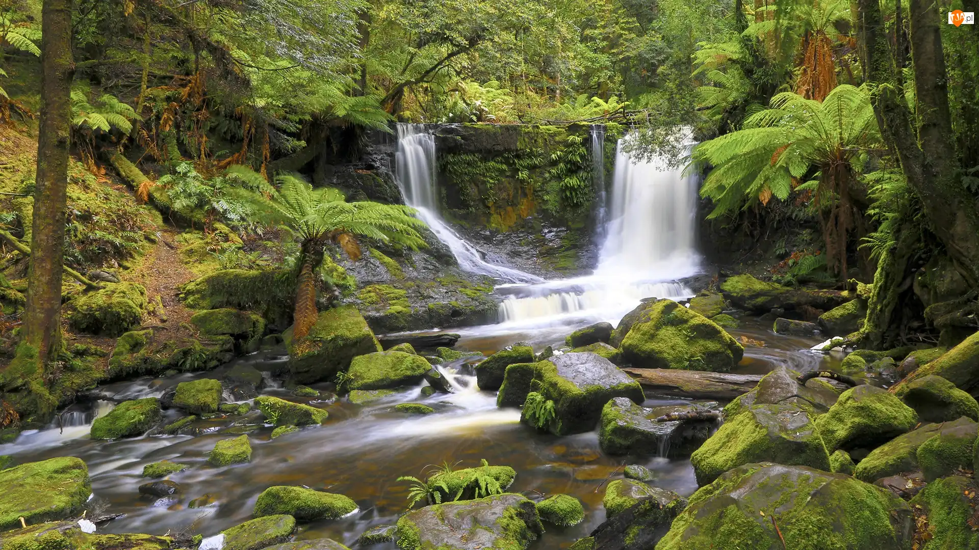 Omszałe, Paprocie, Park Narodowy Mount Field, Las, Horseshoe Falls, Stan Tasmania, Kamienie, Wodospad, Rzeka, Skała, Australia