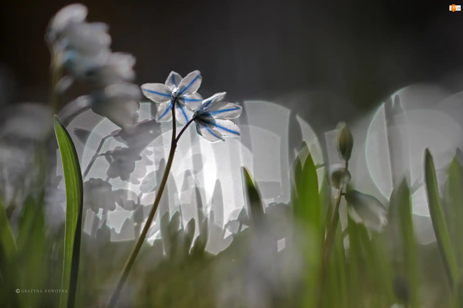 Makro, Cebulica Syberyjska, Bokeh
