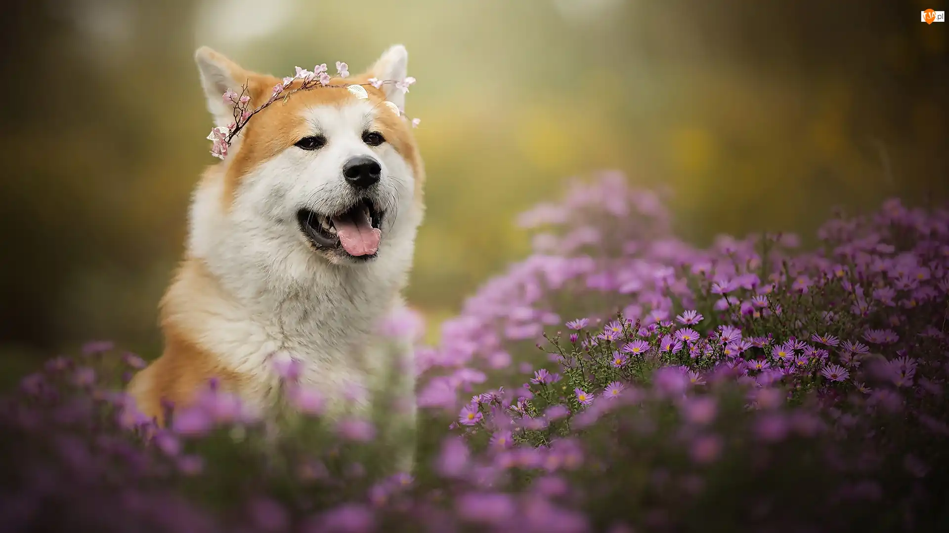 Akita inu, Pies, Wianek, Astry marcinki, Mordka, Kwiaty