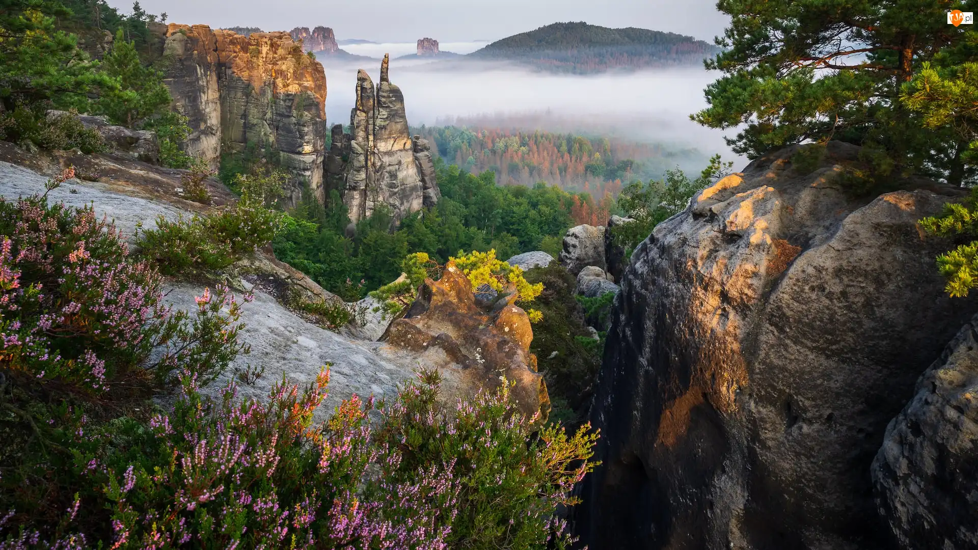 Drzewa, Niemcy, Góry Połabskie, Wrzosy, Park Narodowy Saskiej Szwajcarii, Lasy, Mgła, Skały