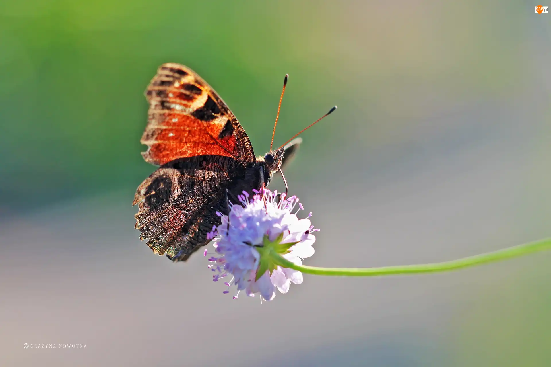Owad, Rusałka, Pawik, Motyl