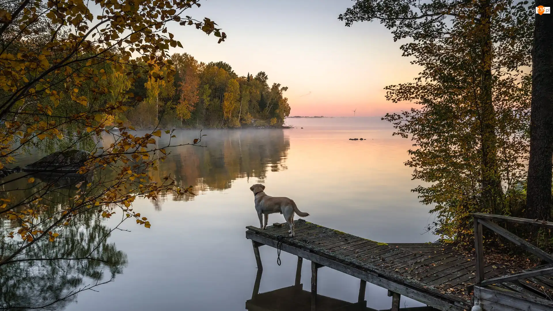 Pomost, Jezioro, Drzewa, Jesień, Pies, Mgła
