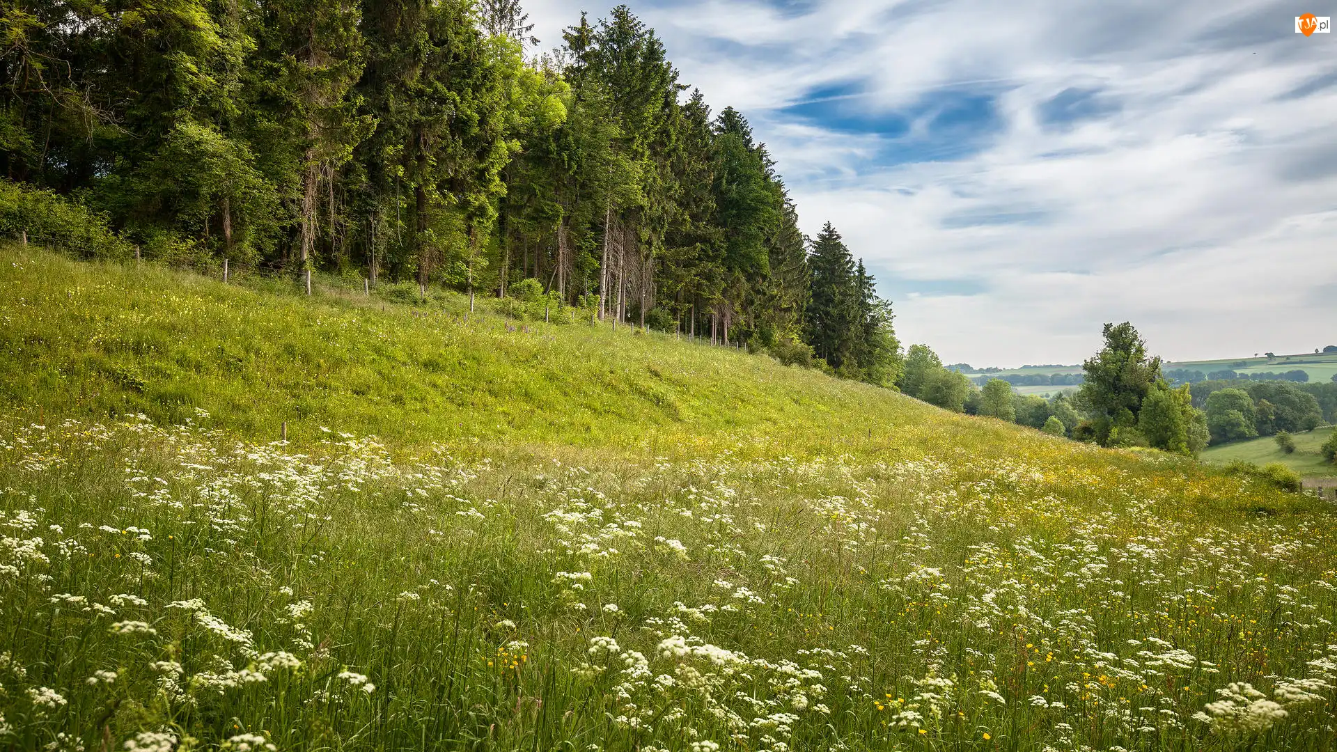 Las, Wzgórze, Kwiaty, Łąka, Drzewa