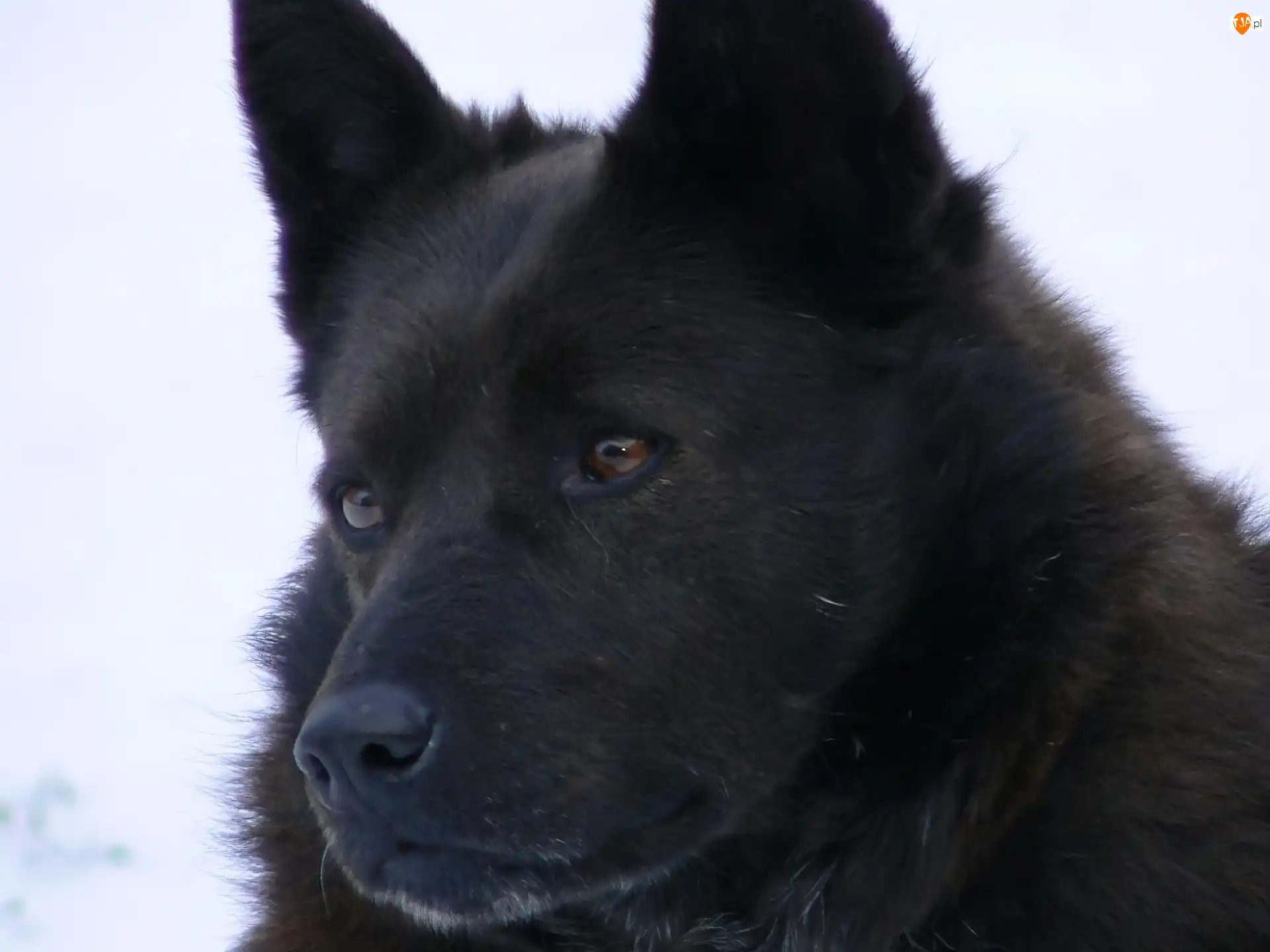 Schipperke, głowa