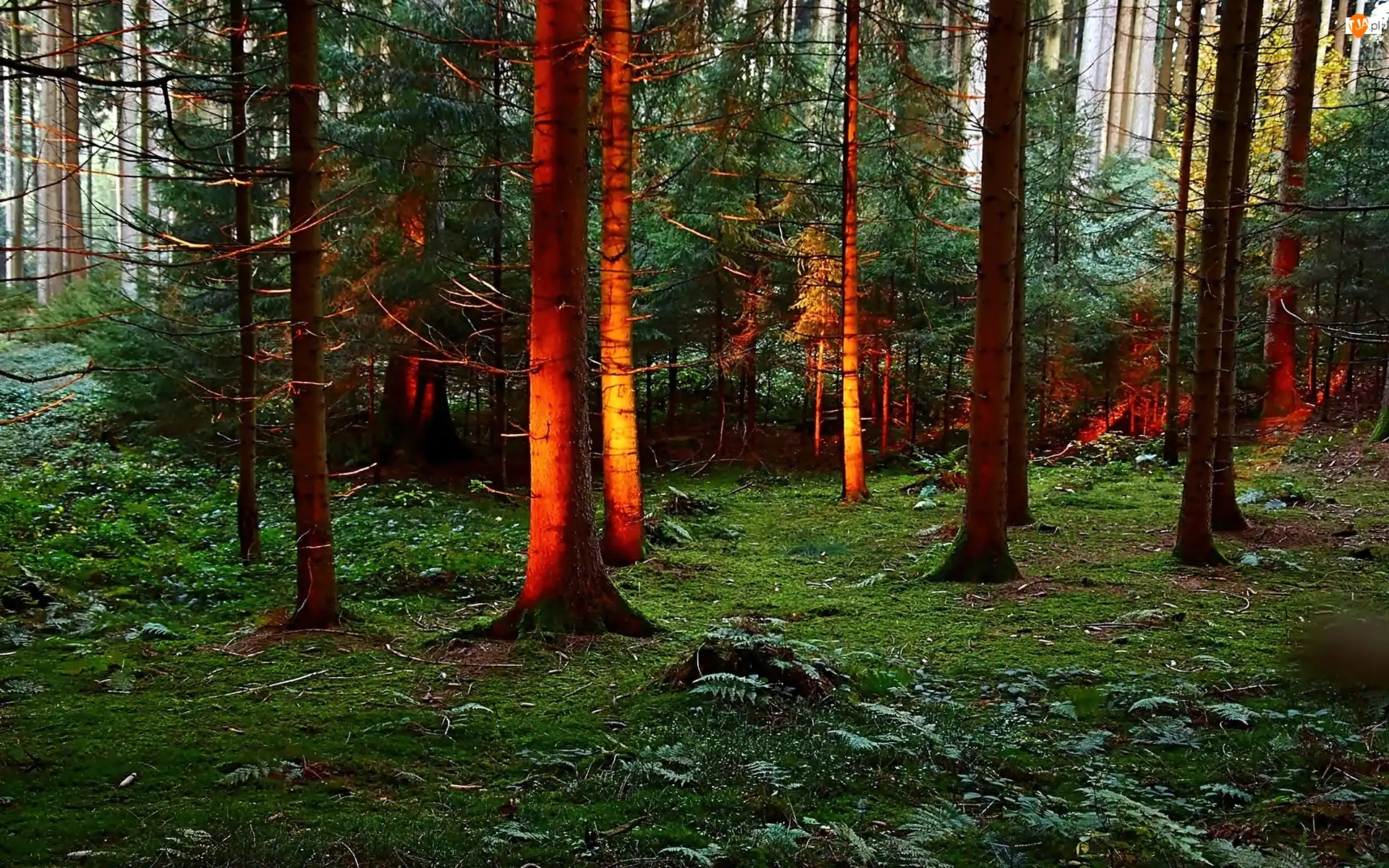 Słońca, Zachód, Świerkowy, Cień, Las, Światło