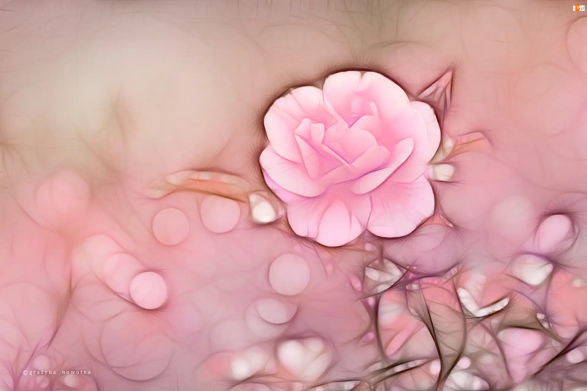 Różowy, Róża, Fractalius