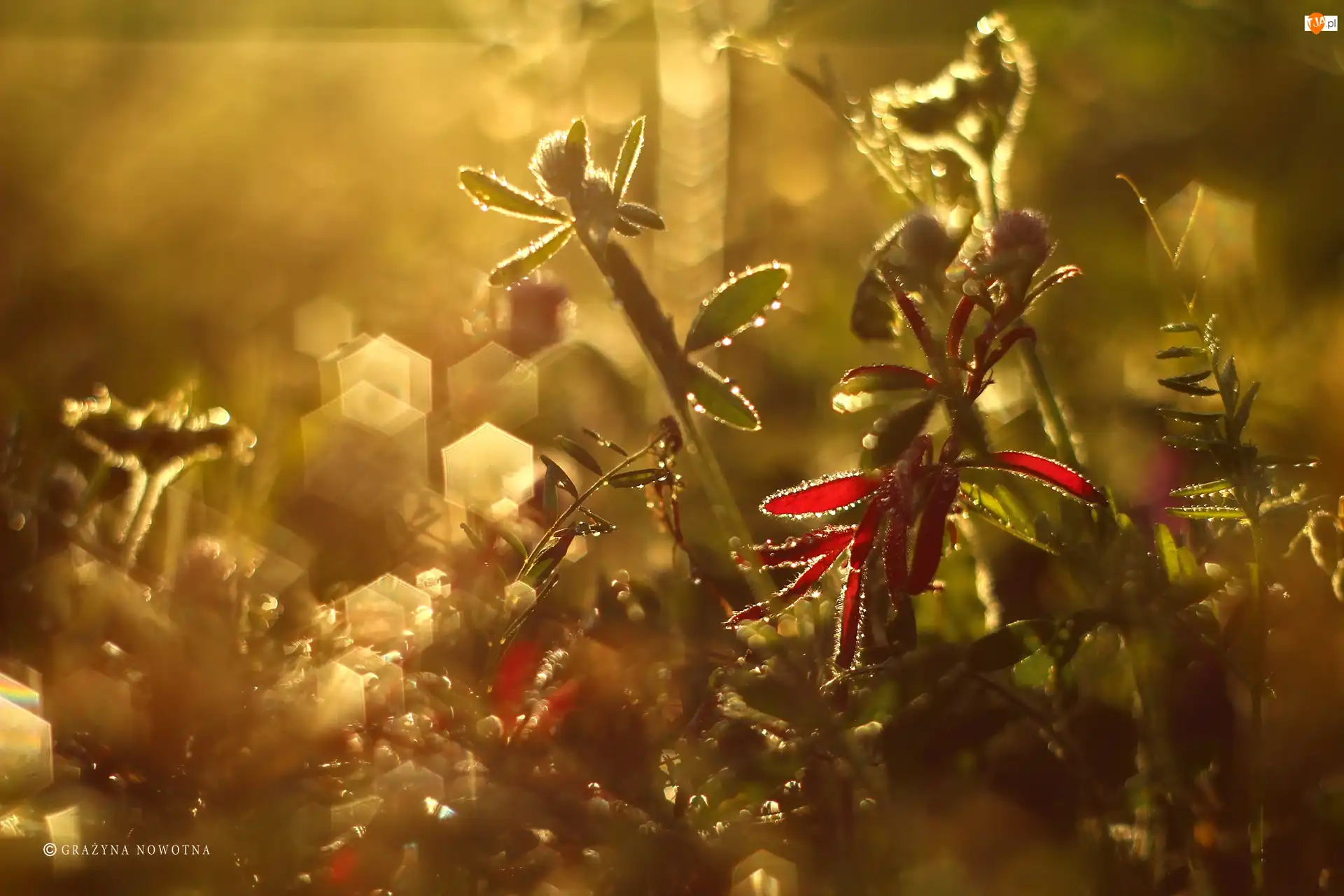 Bokeh, Łąka, Rośliny, Wieczór