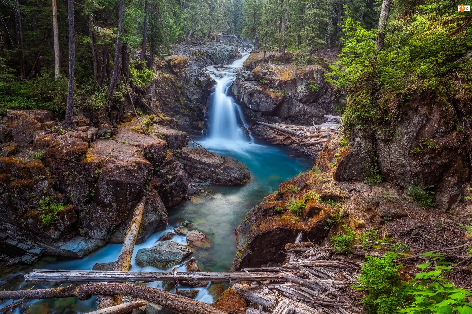 Rzeka Ohanapecosh River, Park Narodowy Mount Rainier, Stany Zjednoczone, Las, Stan Waszyngton, Roślinność, Skały