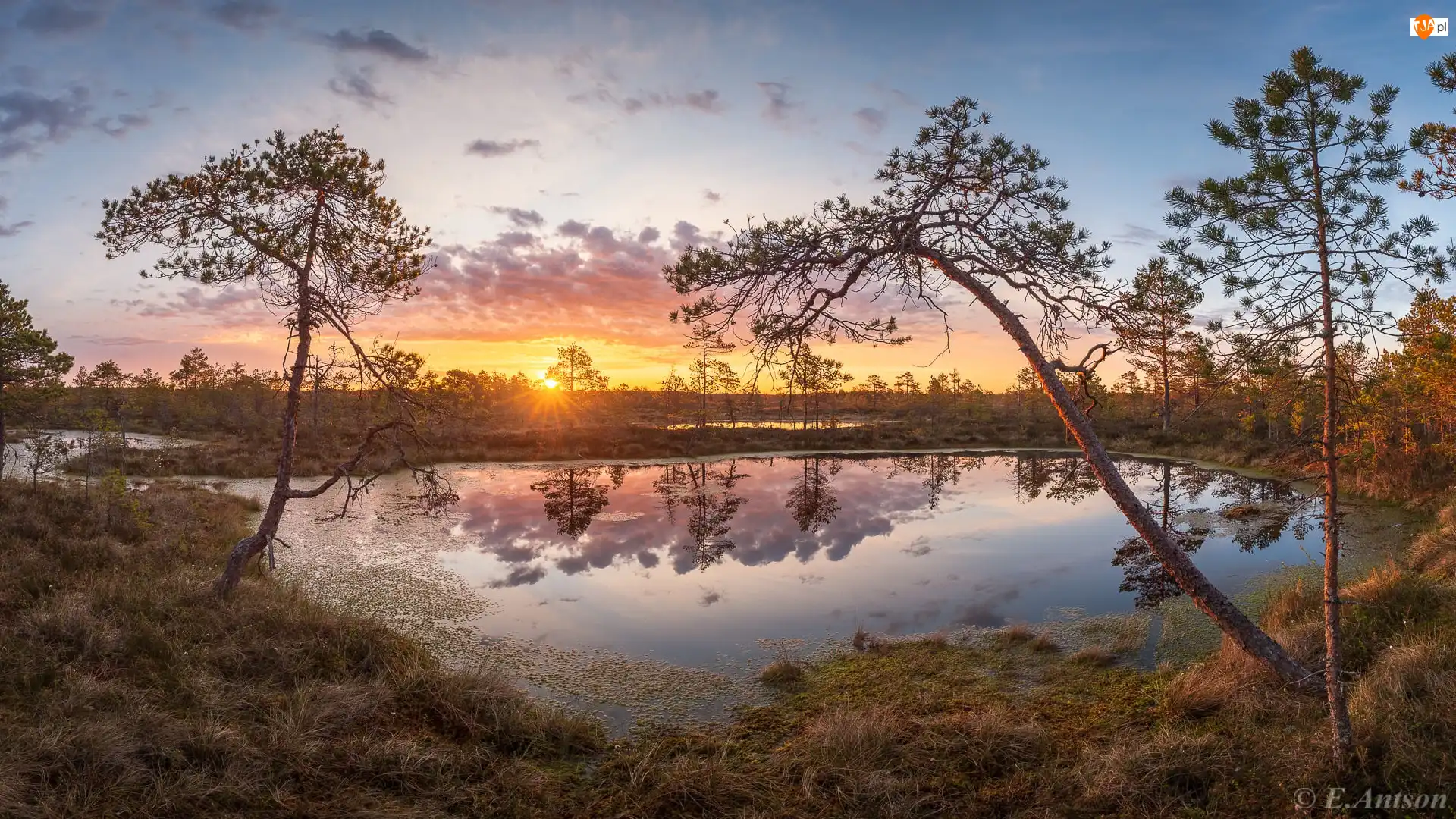 Rezerwat przyrody, Pohja-Korvemaa, Wschód słońca, Estonia, Drzewa, Torfowisko, Bagno