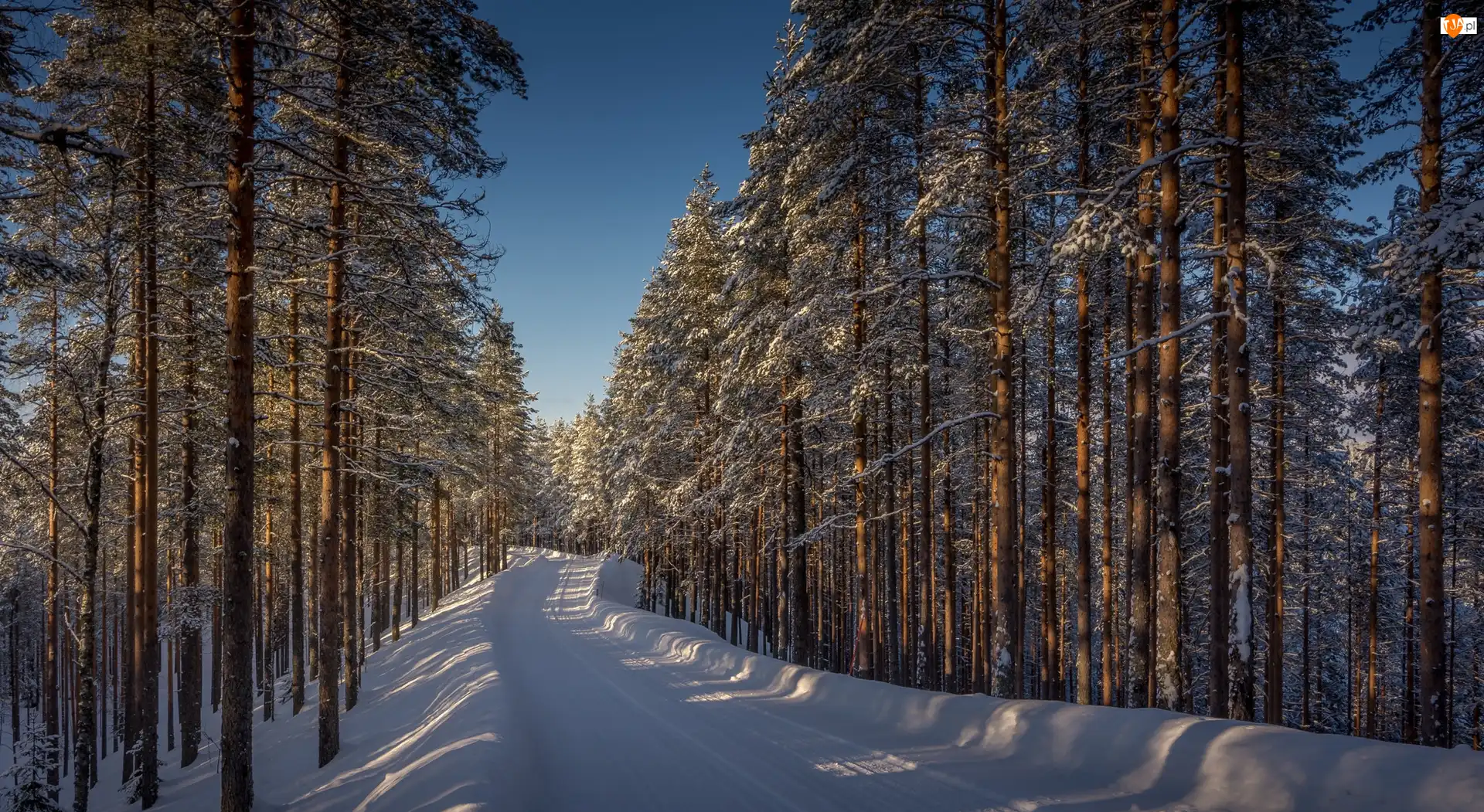Prowincja Finlandia Wschodnia, Lieksa, Drzewa, Finlandia, Droga, Las, Zima