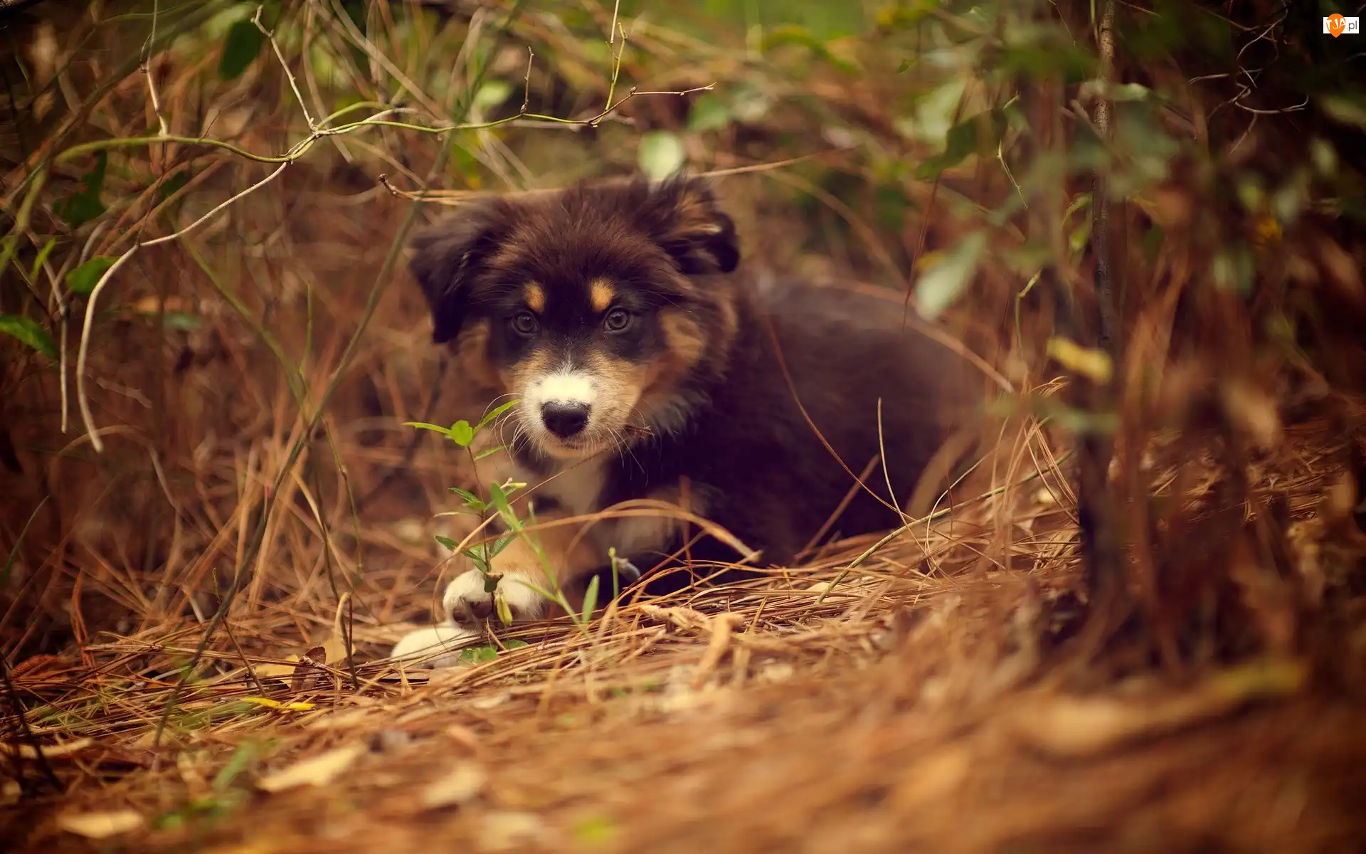 Owczarek australijski-australian shepherd, Piesek, Zarośla, Szczeniak