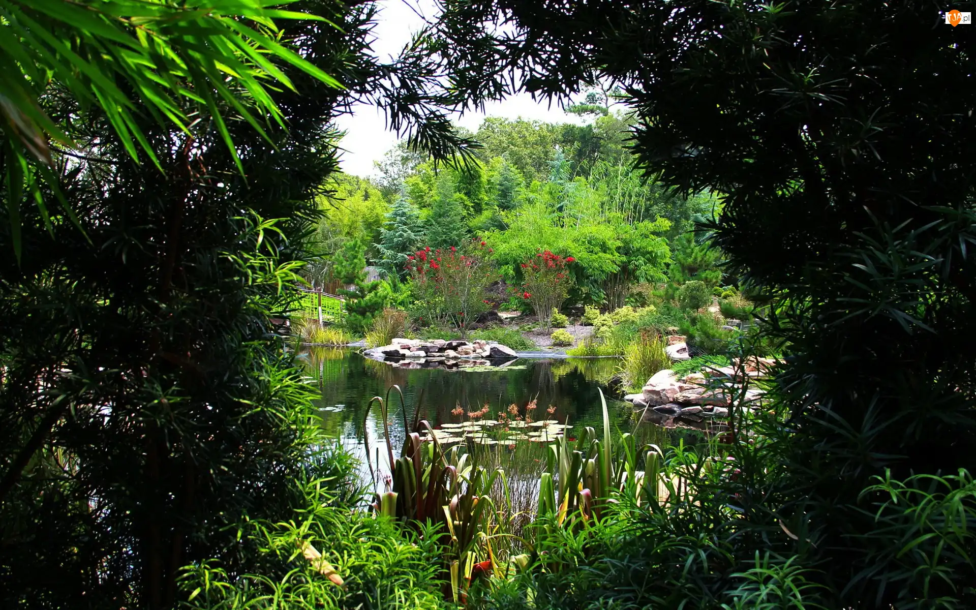 Rośliny, Park, Staw