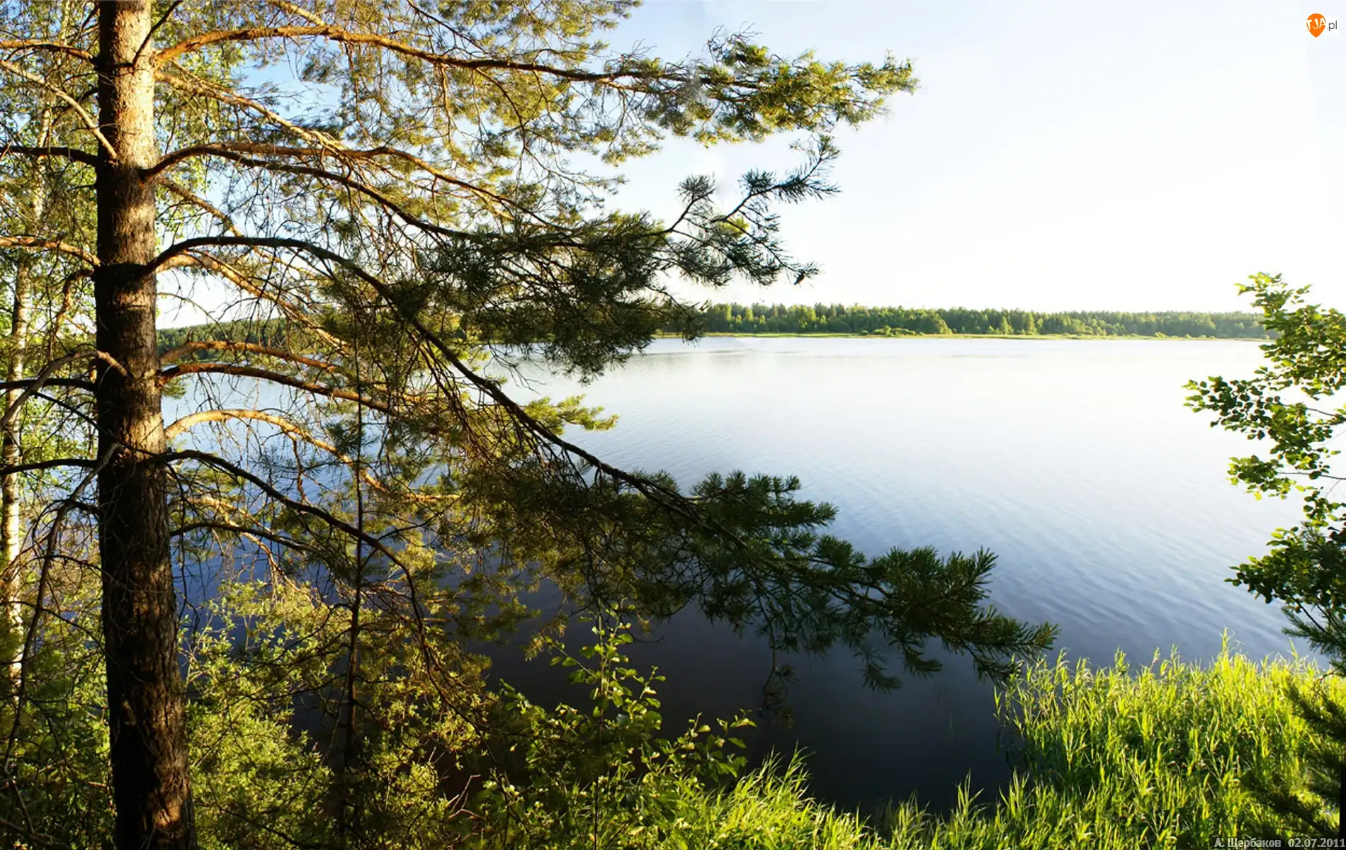 Jezioro, Las, Drzewo, Wschód Słońca