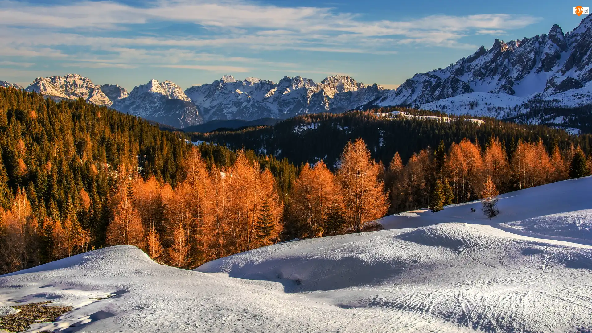 Zima, Pożółkłe, Włochy, Góry, Tyrol Południowy, Gmina Sexten, Drzewa