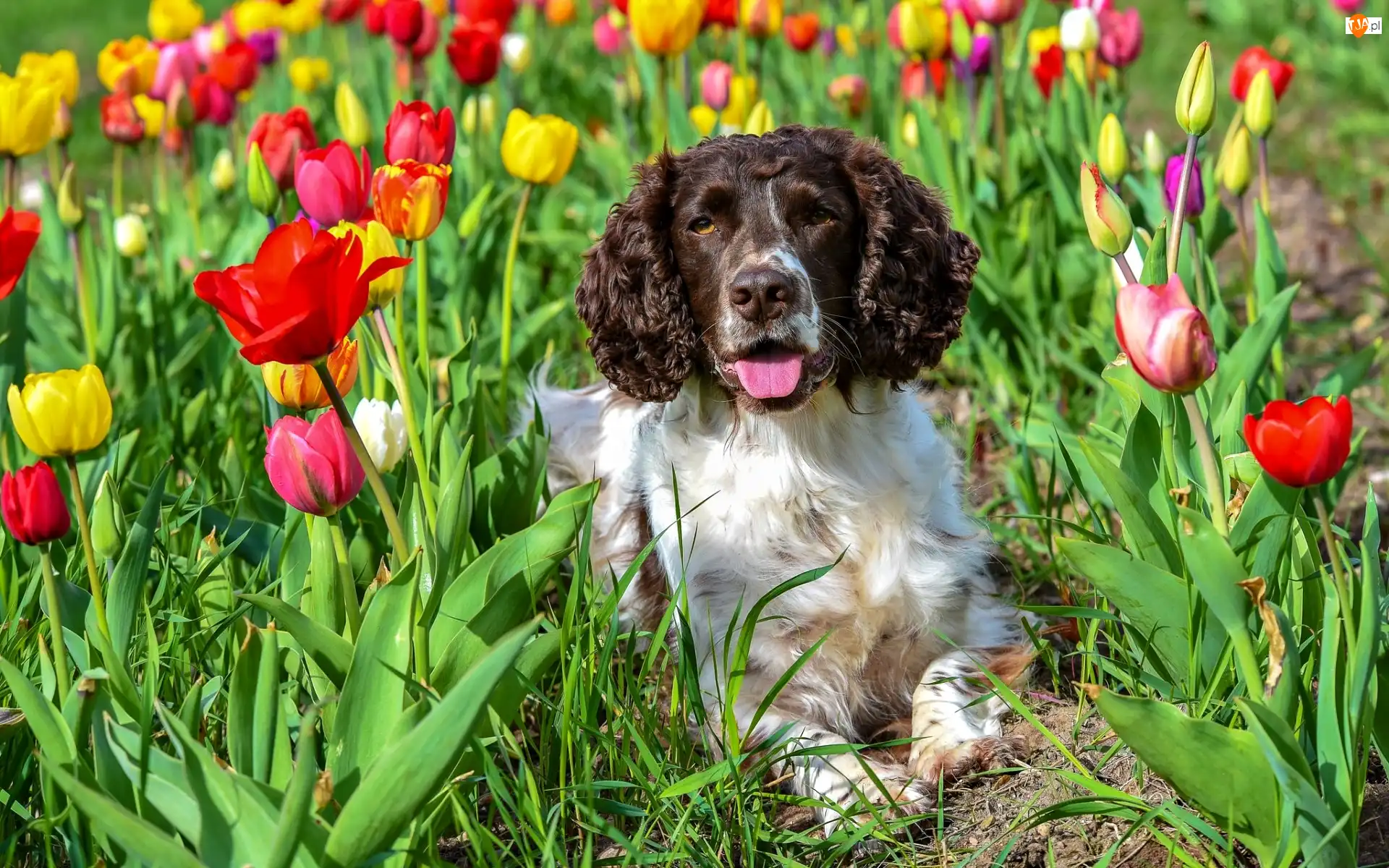 Tulipany, Springer spaniel angielski