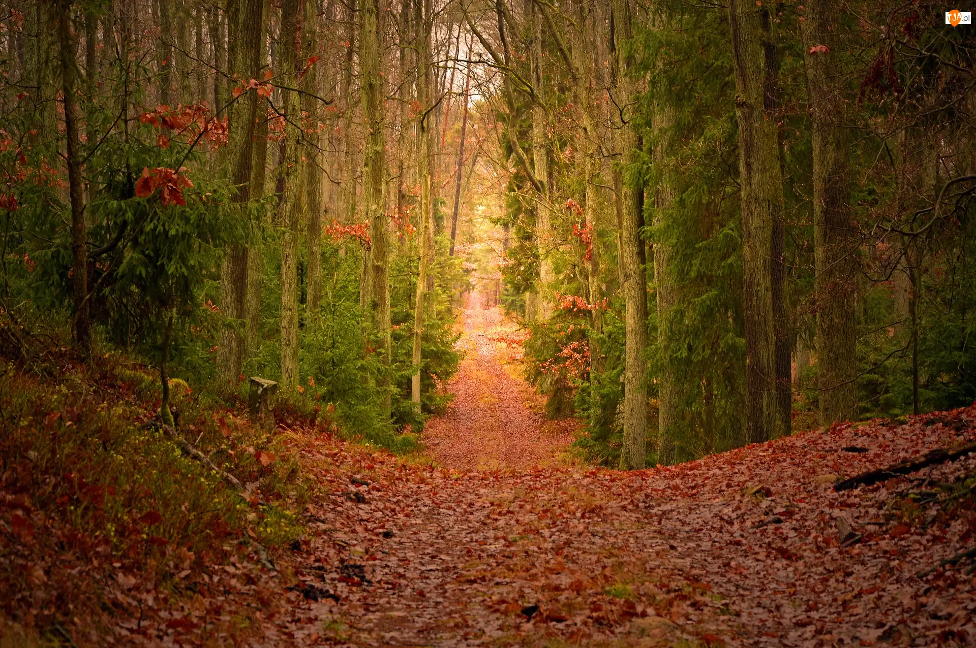 Las, Jesień, Liście, Drzewa, Opadłe, Ścieżka