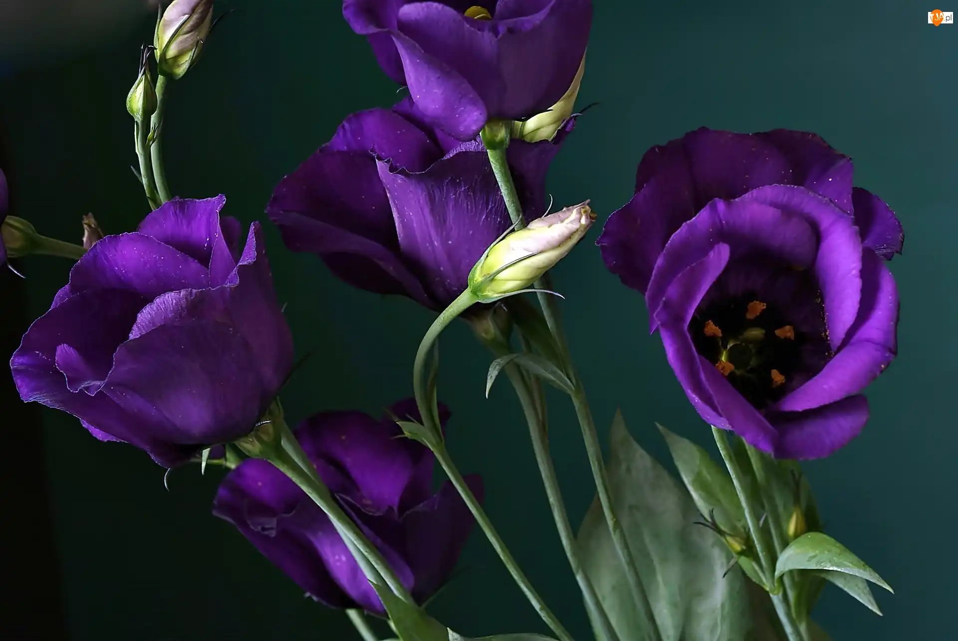 Pąki, Eustoma, Kwiaty