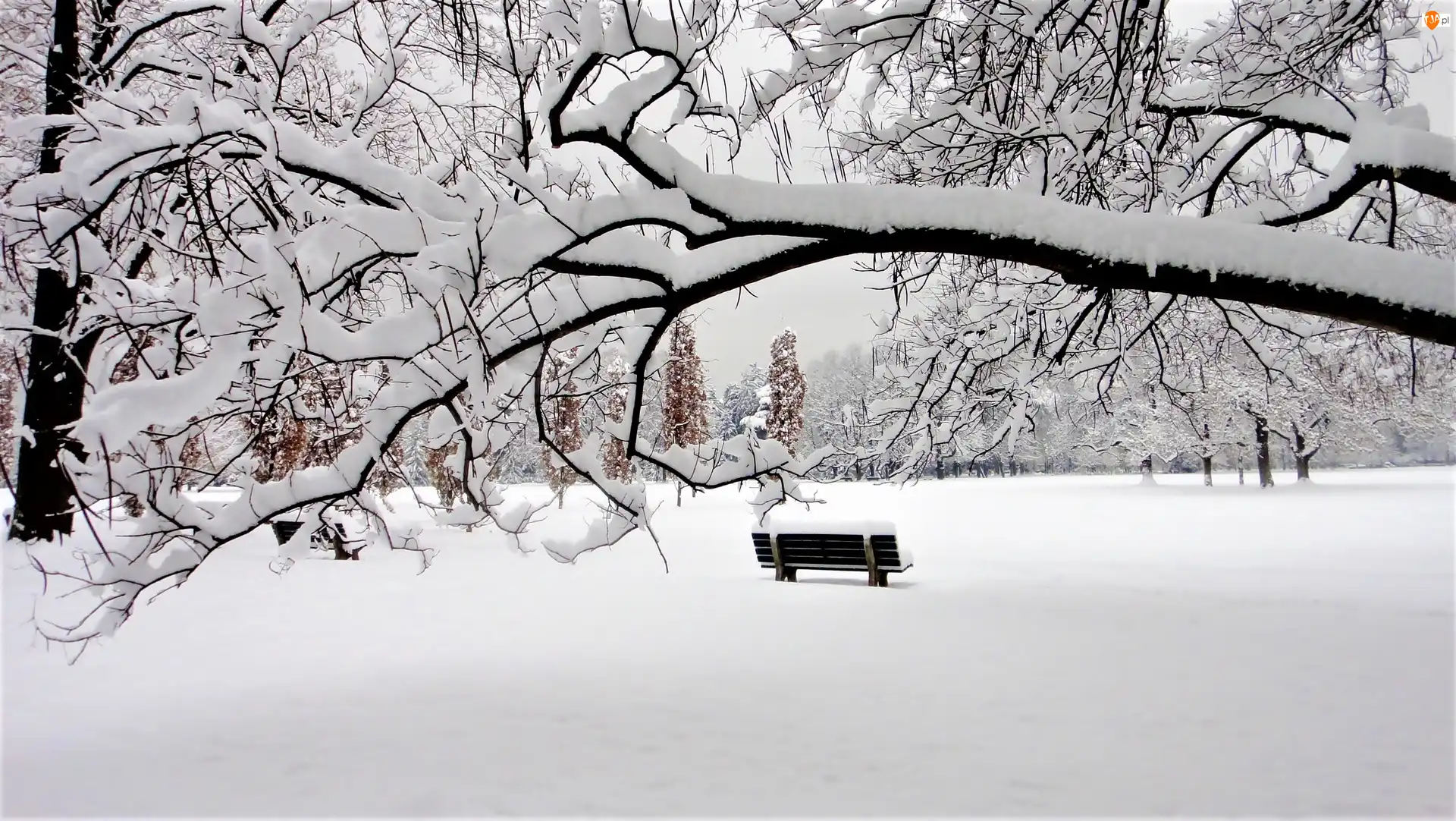 Zima, Park, Ławki, Drzewa