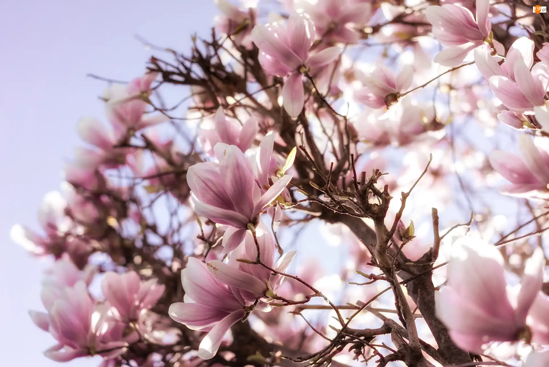 Magnolia, Kwiaty, Gałęzie, Kwiaty, Różowe