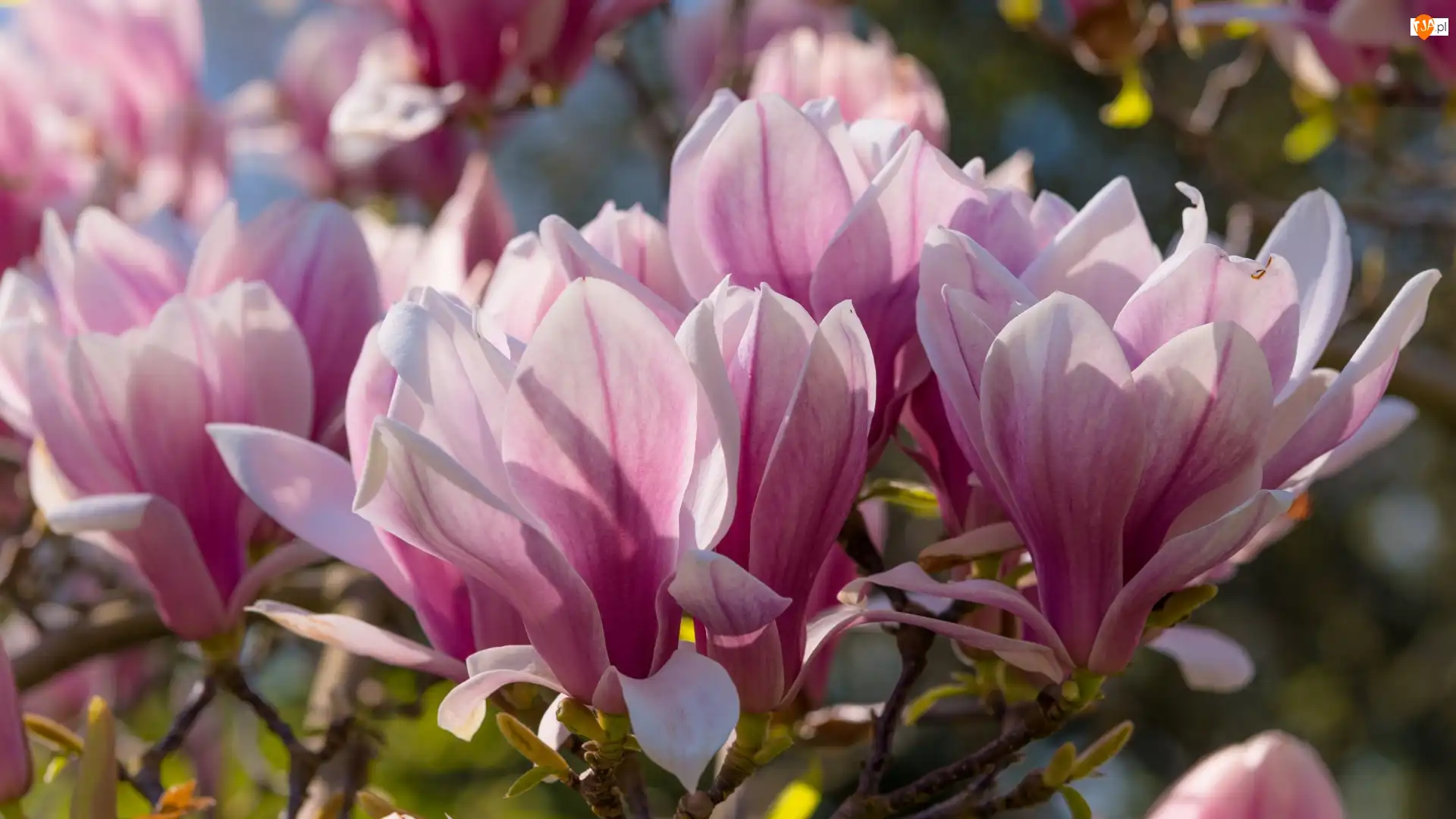 Kwiaty, Gałązki, Magnolia, Różowe