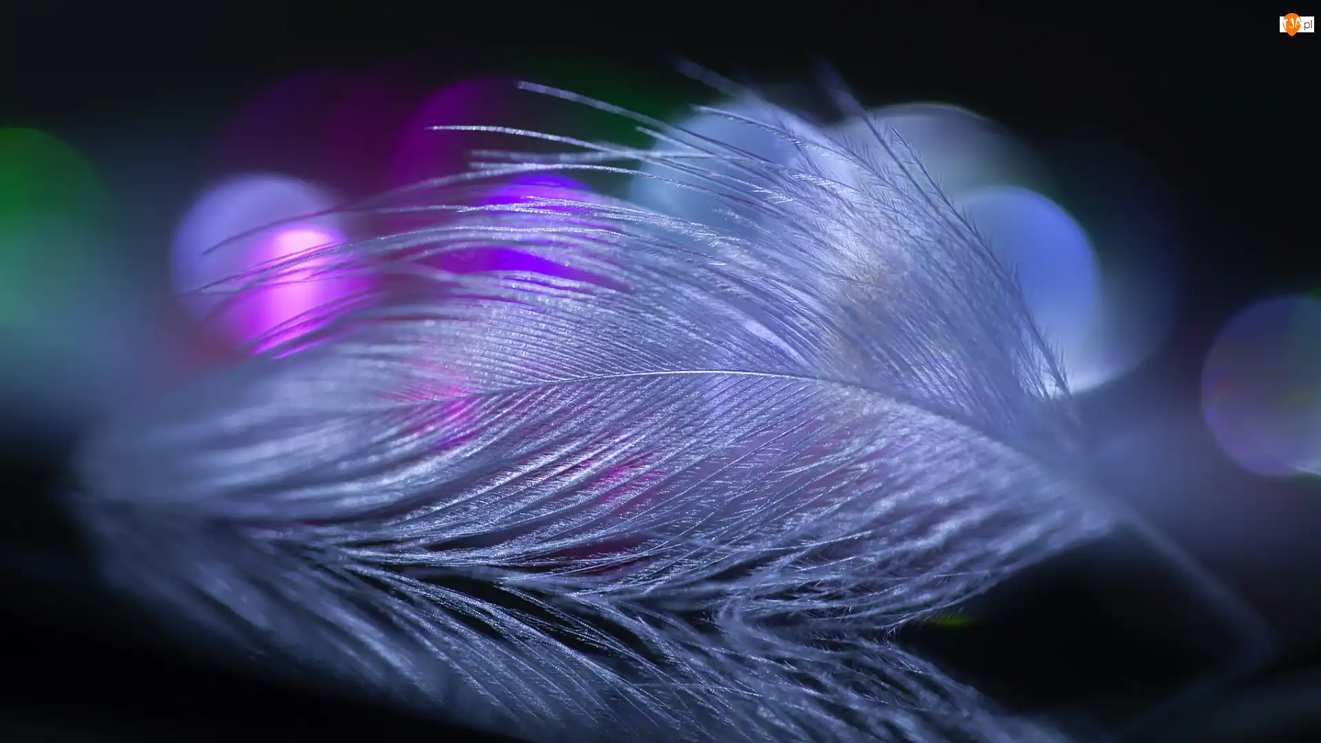 Bokeh, Białe, Piórko, Makro