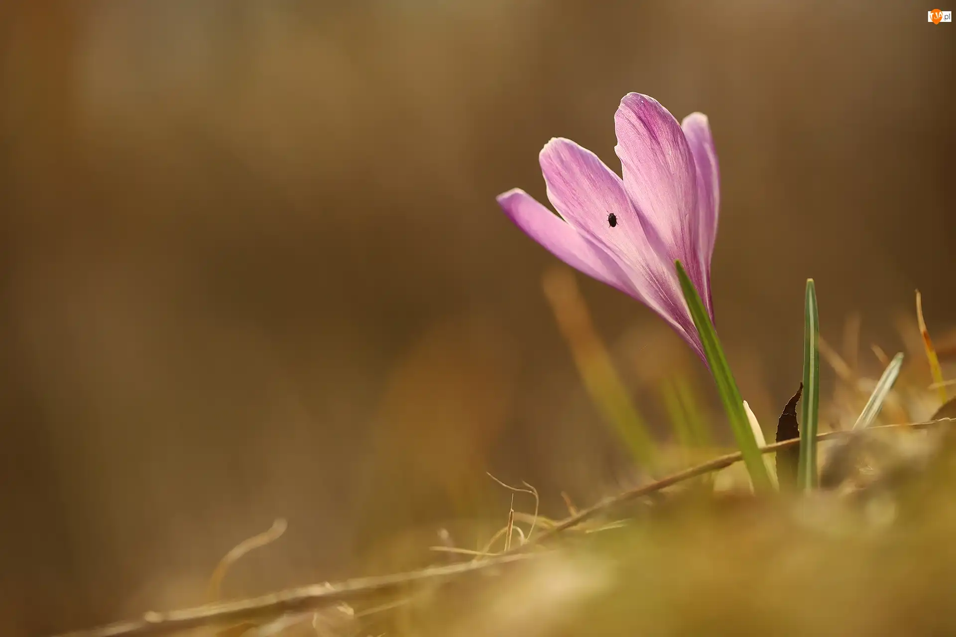 Owad, Fioletowy, Krokus