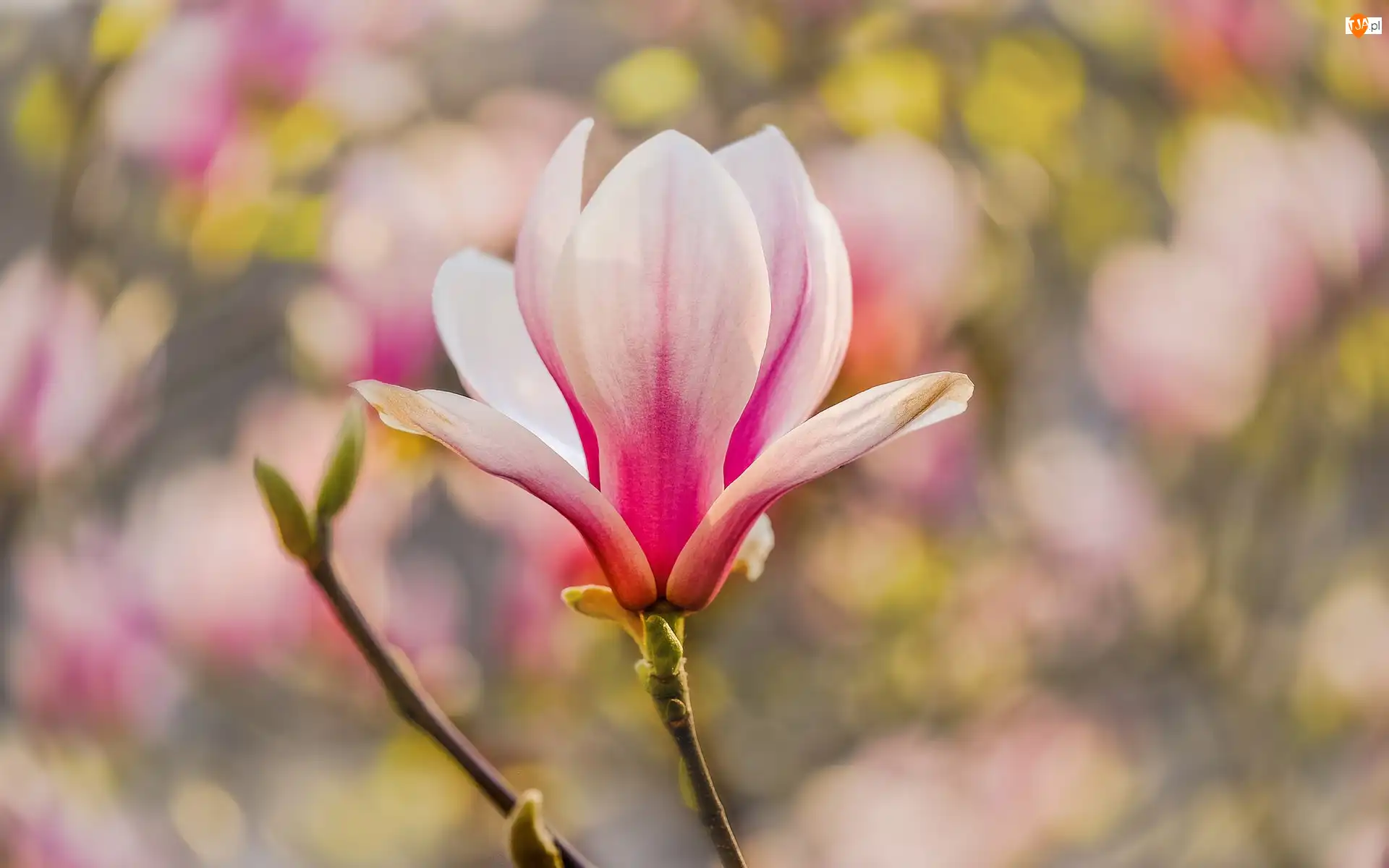 Magnolia, Gałązka, Kwiat, Bladoróżowy