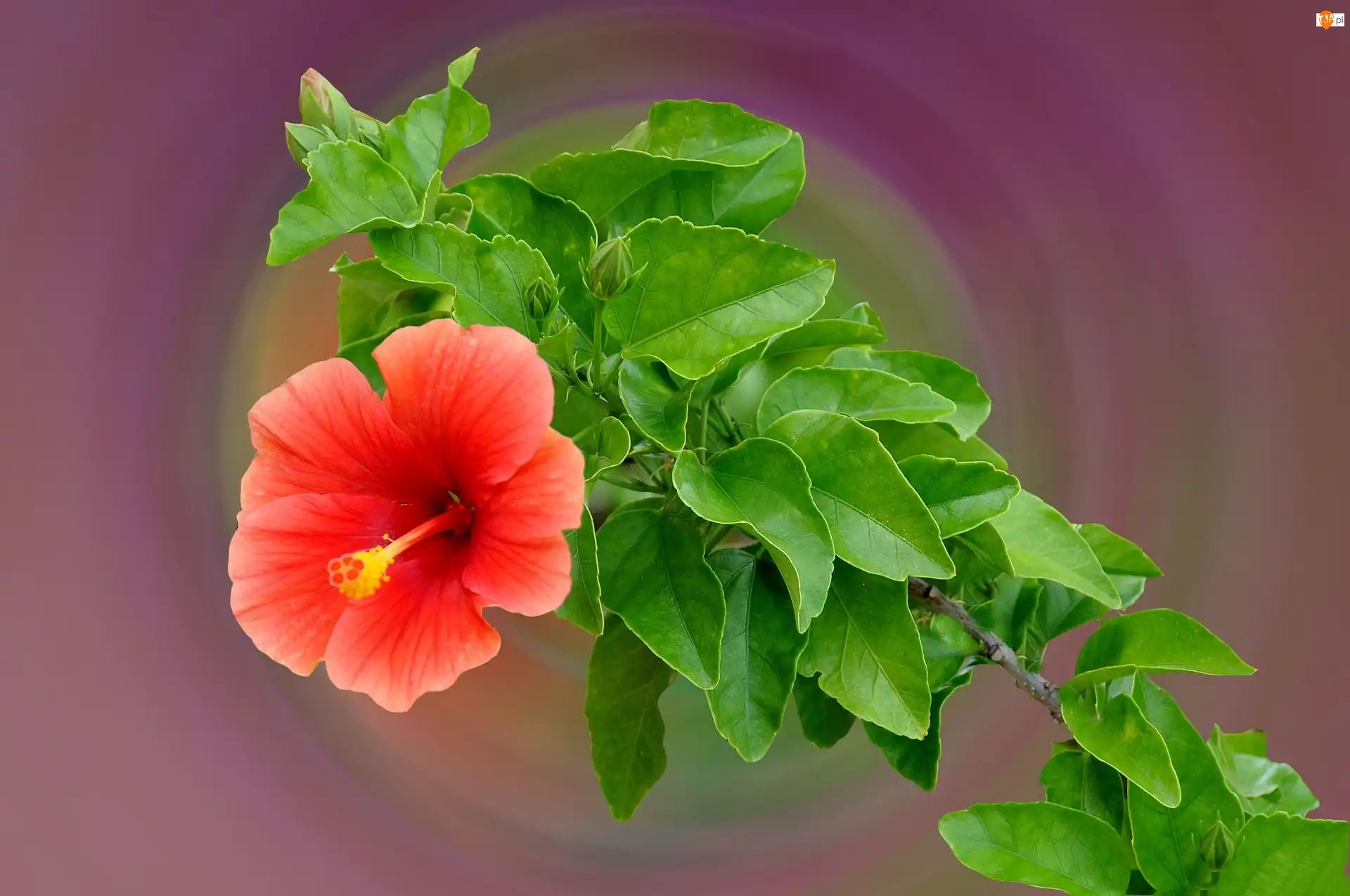 Liście, Kwiat, Hibiskus