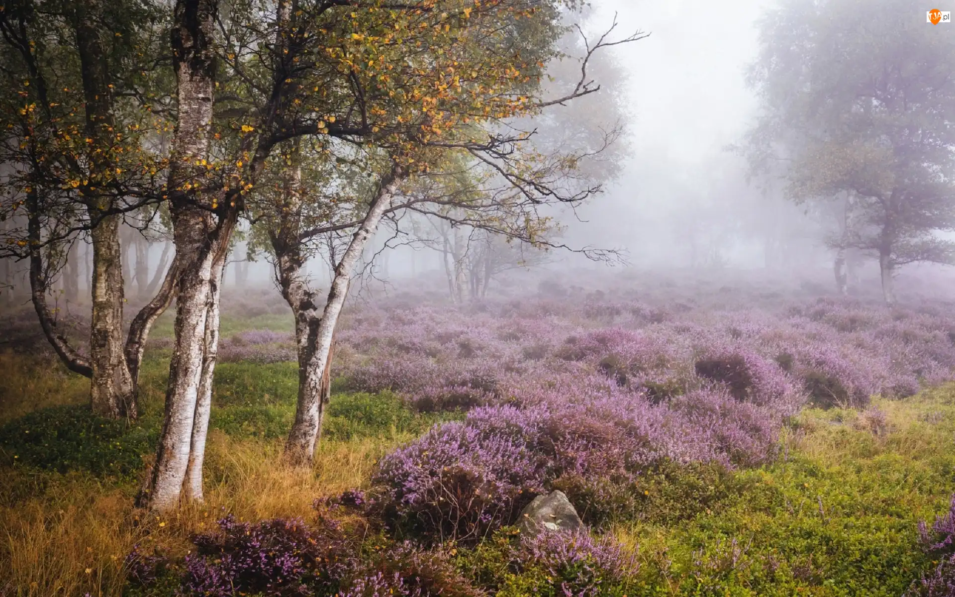 Park Narodowy Peak District, Jesień, Brzozy, Stanton Moor, Wrzosowisko, Mgła, Anglia, Drzewa