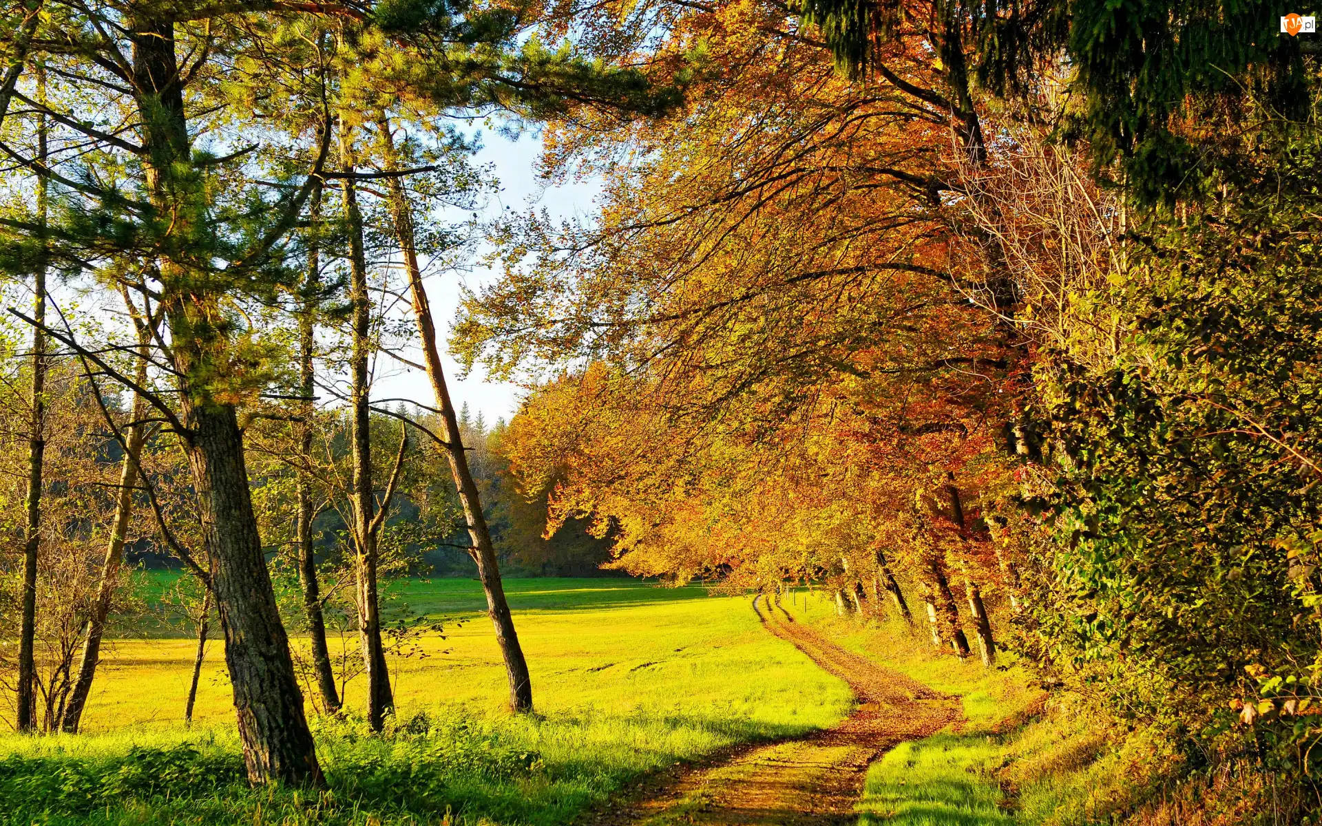 Las, Drzewa, Dzień, Jesień, Słoneczny, Ścieżka, Trawa