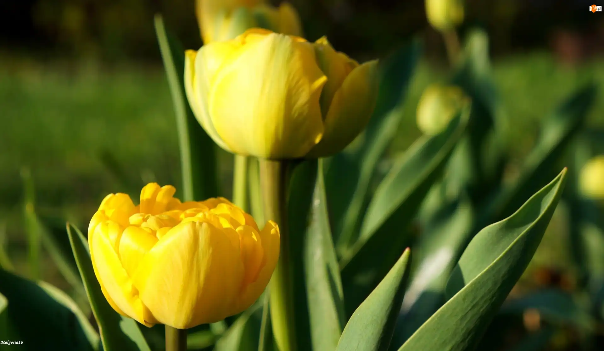 Tulipany, Kwiaty, Wiosenne, Żółte