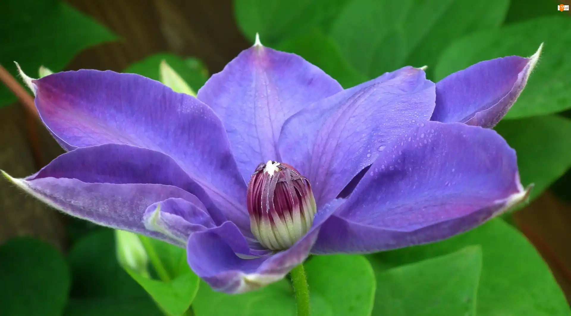 Clematis, Przyroda, Kwiat