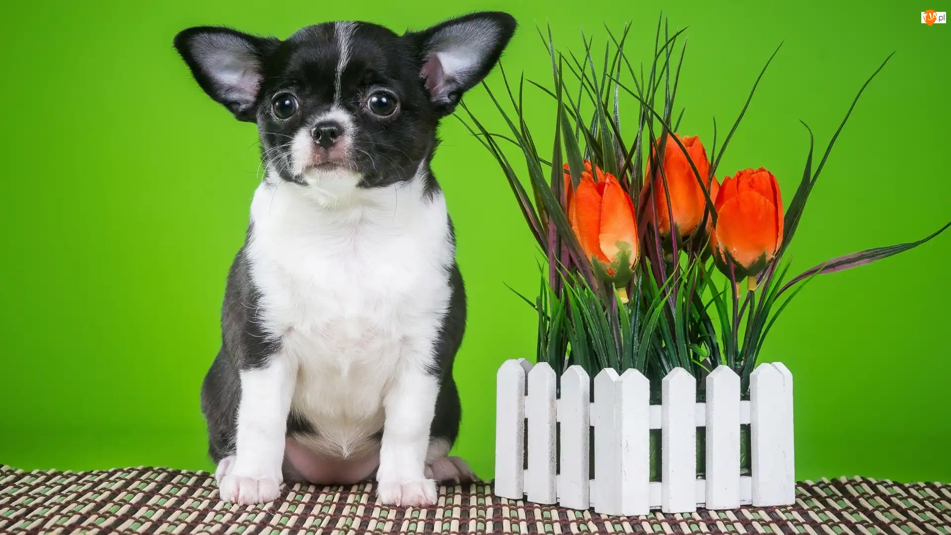 Płotek, Chihuahua krótkowłosa, Tulipany