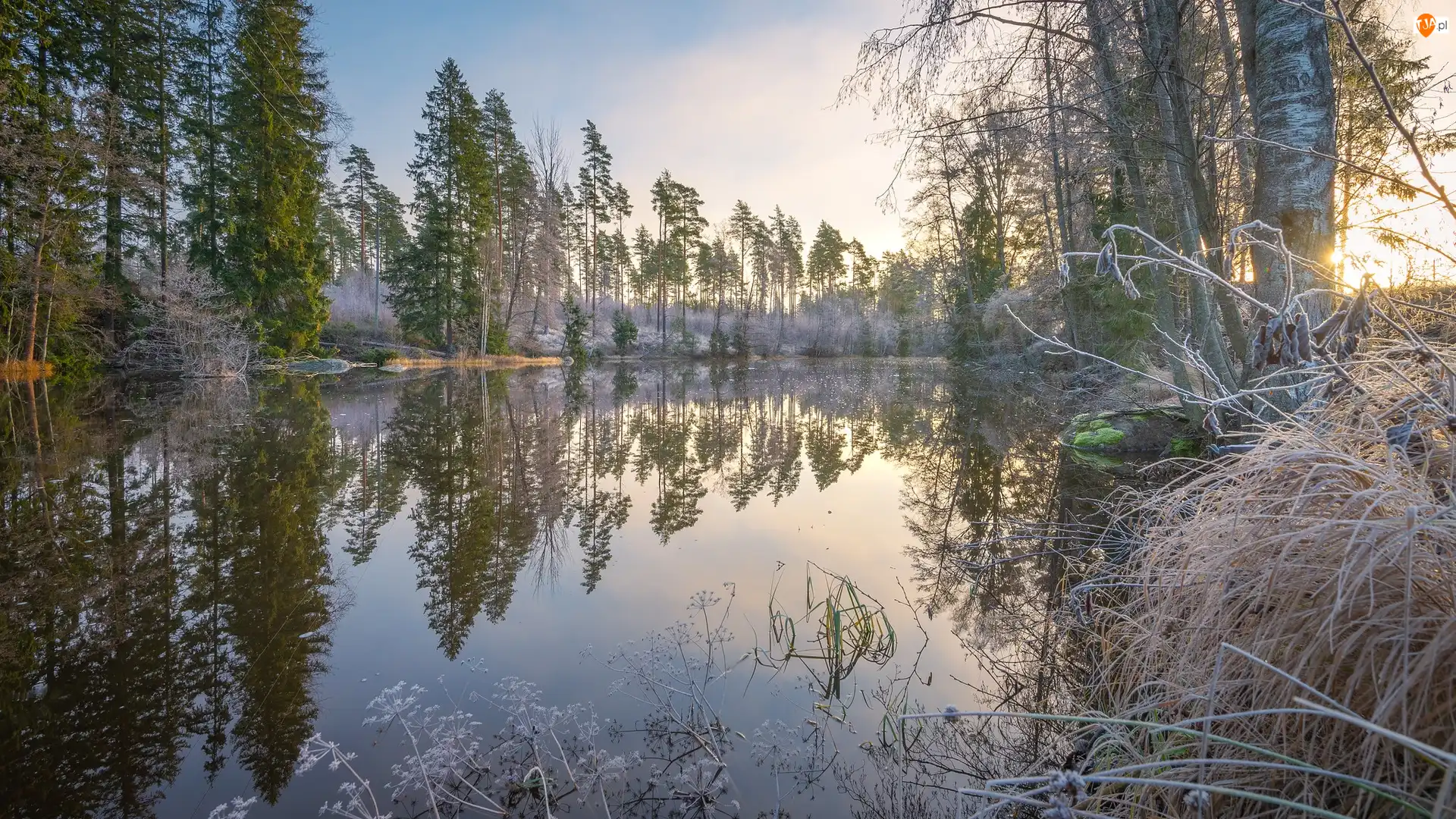 Oszronione, Rzeka Virojoki, Trawy, Finlandia, Drzewa, Region Kymenlaakso