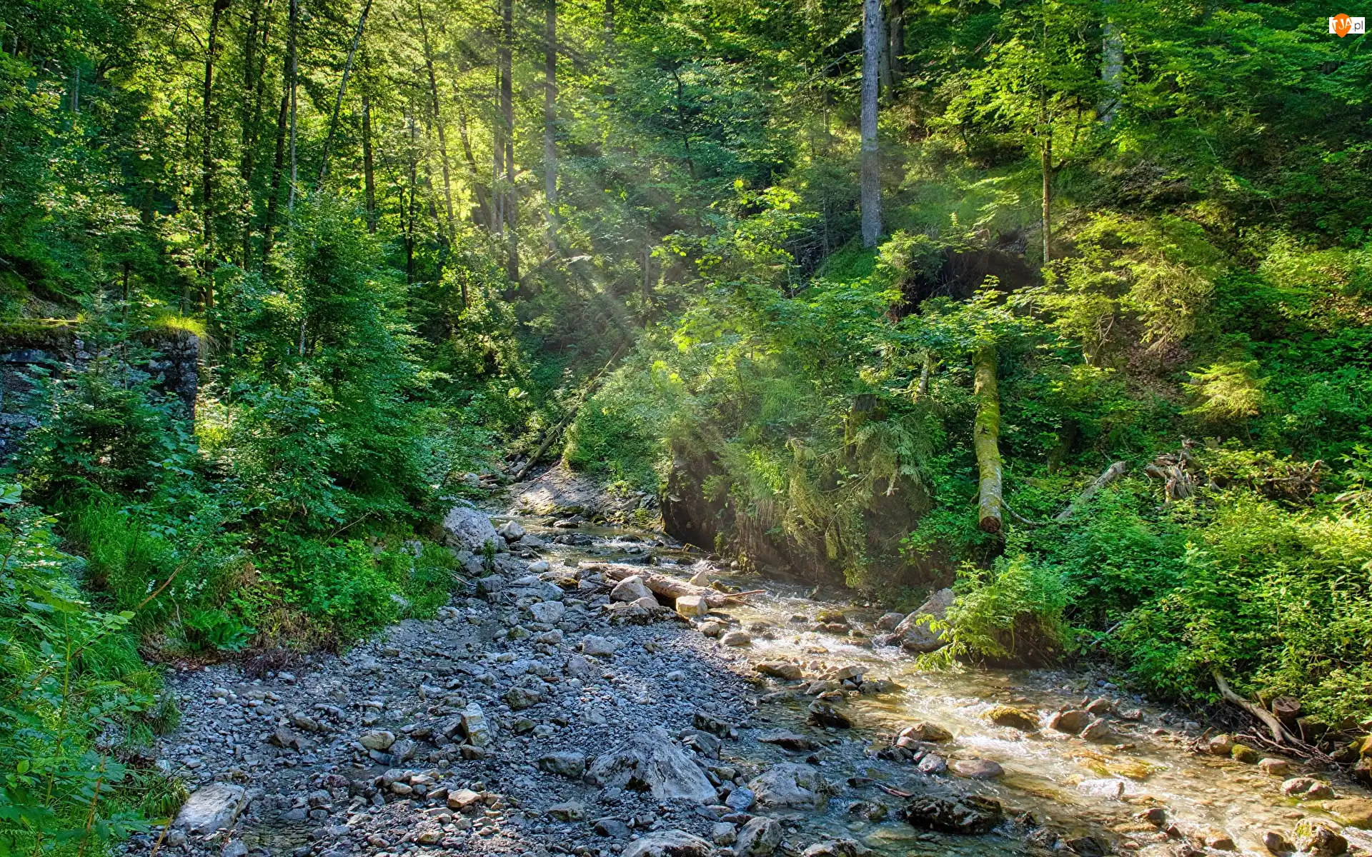 Kamienie, Las, Roślinność, Strumień, Światła, Promienie, Drzewa