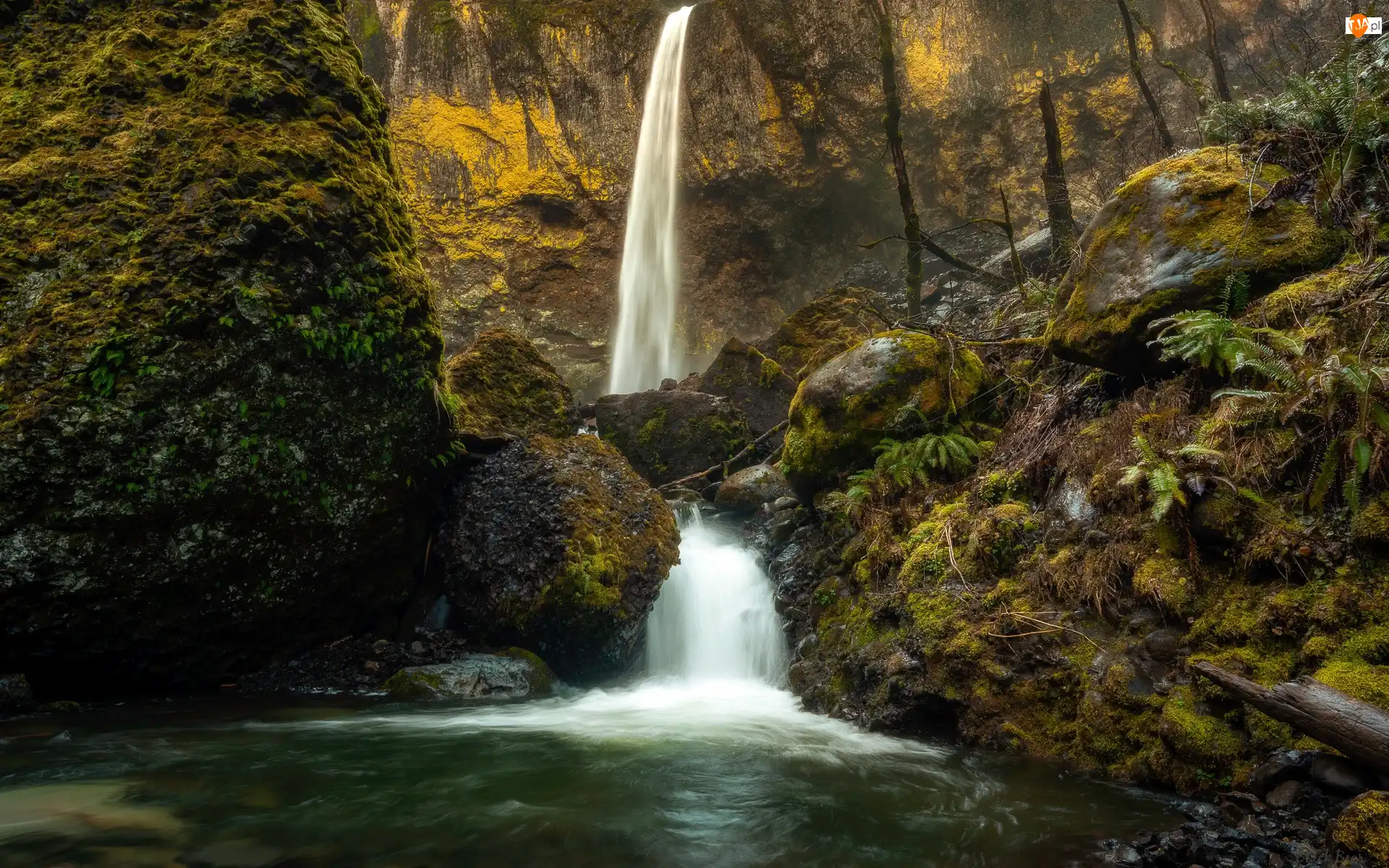 Stany Zjednoczone, Rzeka, McCord Creek, Kamienie, Wodospad, Las, Omszona, Elowah Falls, Skała, Oregon