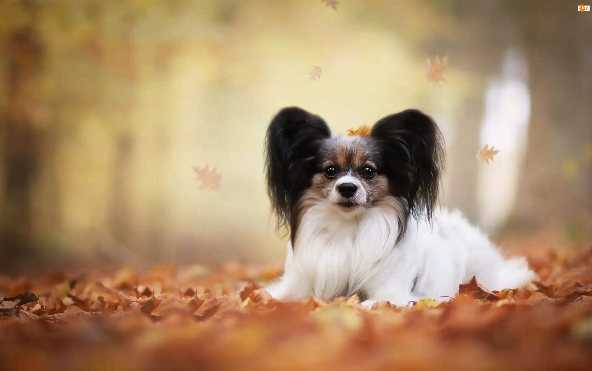 Liście, Spaniel miniaturowy, Papillon