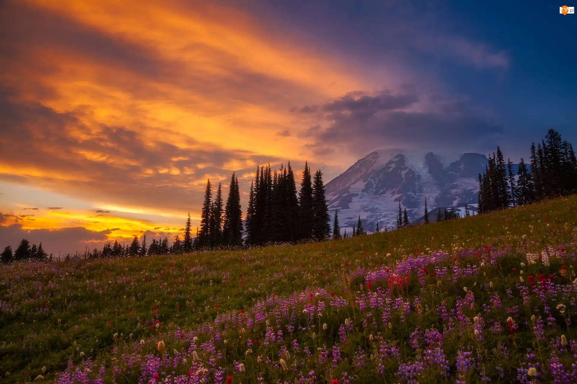 Stratowulkan Mount Rainier, Drzewa, Stan Waszyngton, Stany Zjednoczone, Zachód Słońca