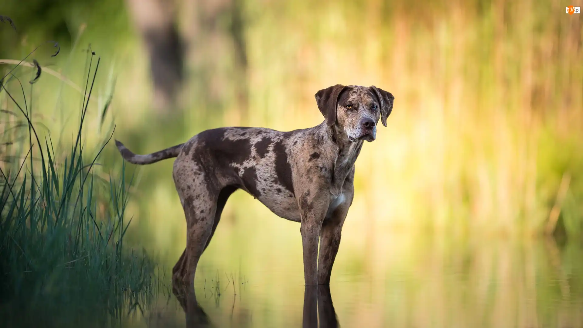 Catahoula leopard dog, Pies, Rośliny, Tło, Woda, Rozmyte