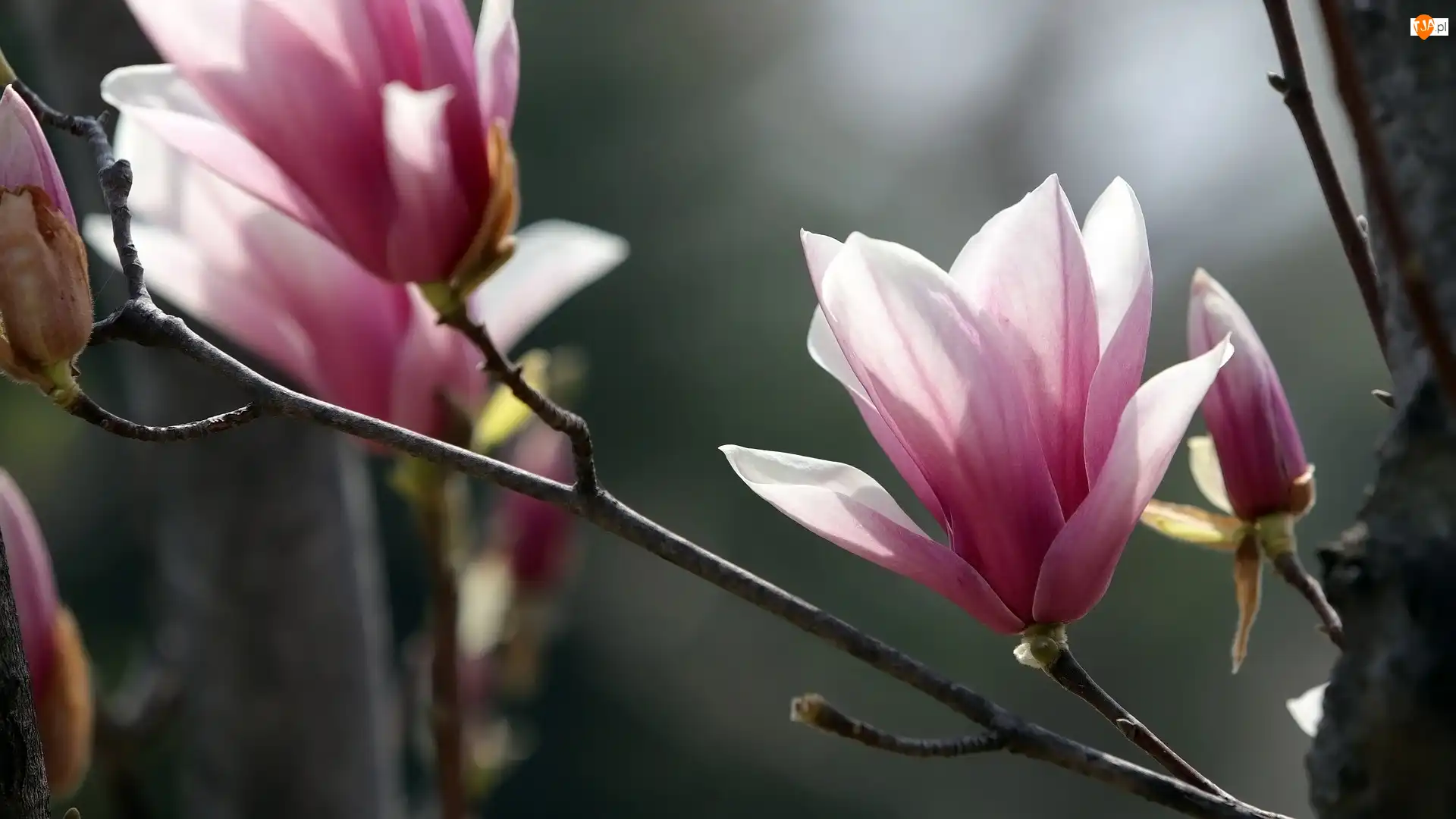 Kwiaty, Magnolia, Gałązki