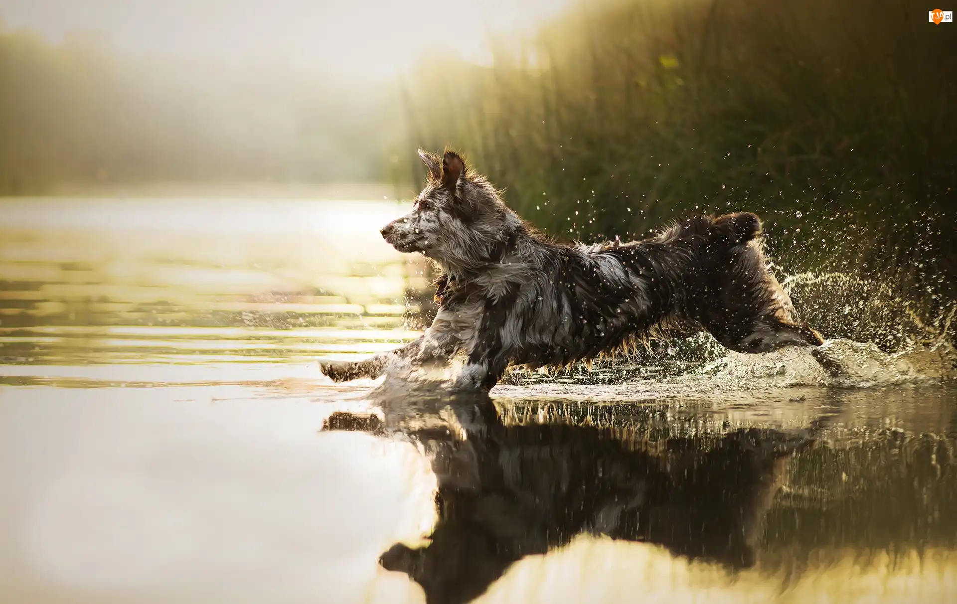 Border collie, Zarośla, Pies, Biegnący, Woda