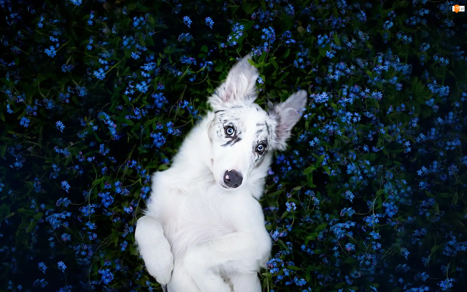 Niezapominajki, Border collie