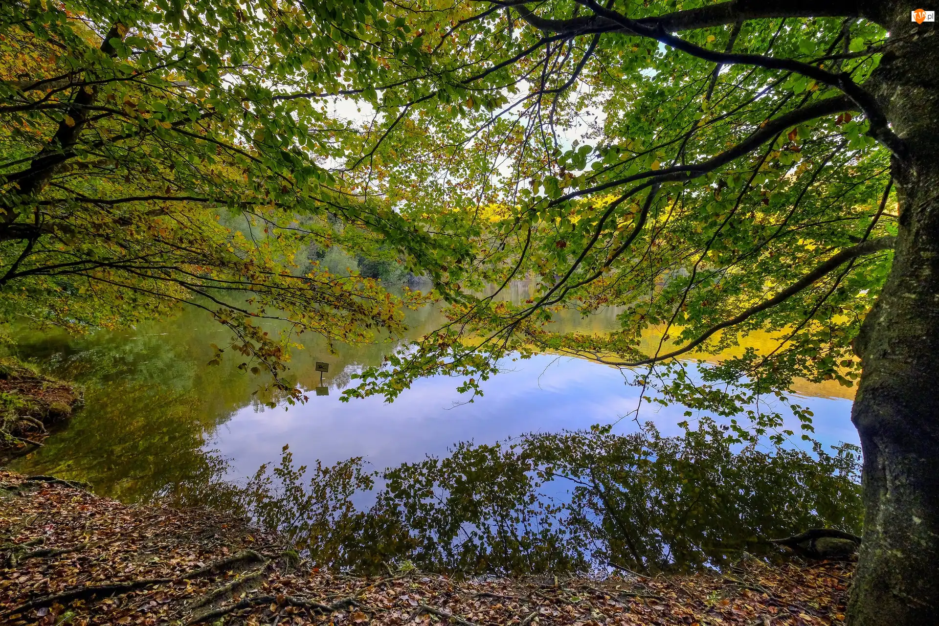 Gałęzie, Jezioro, Drzewa