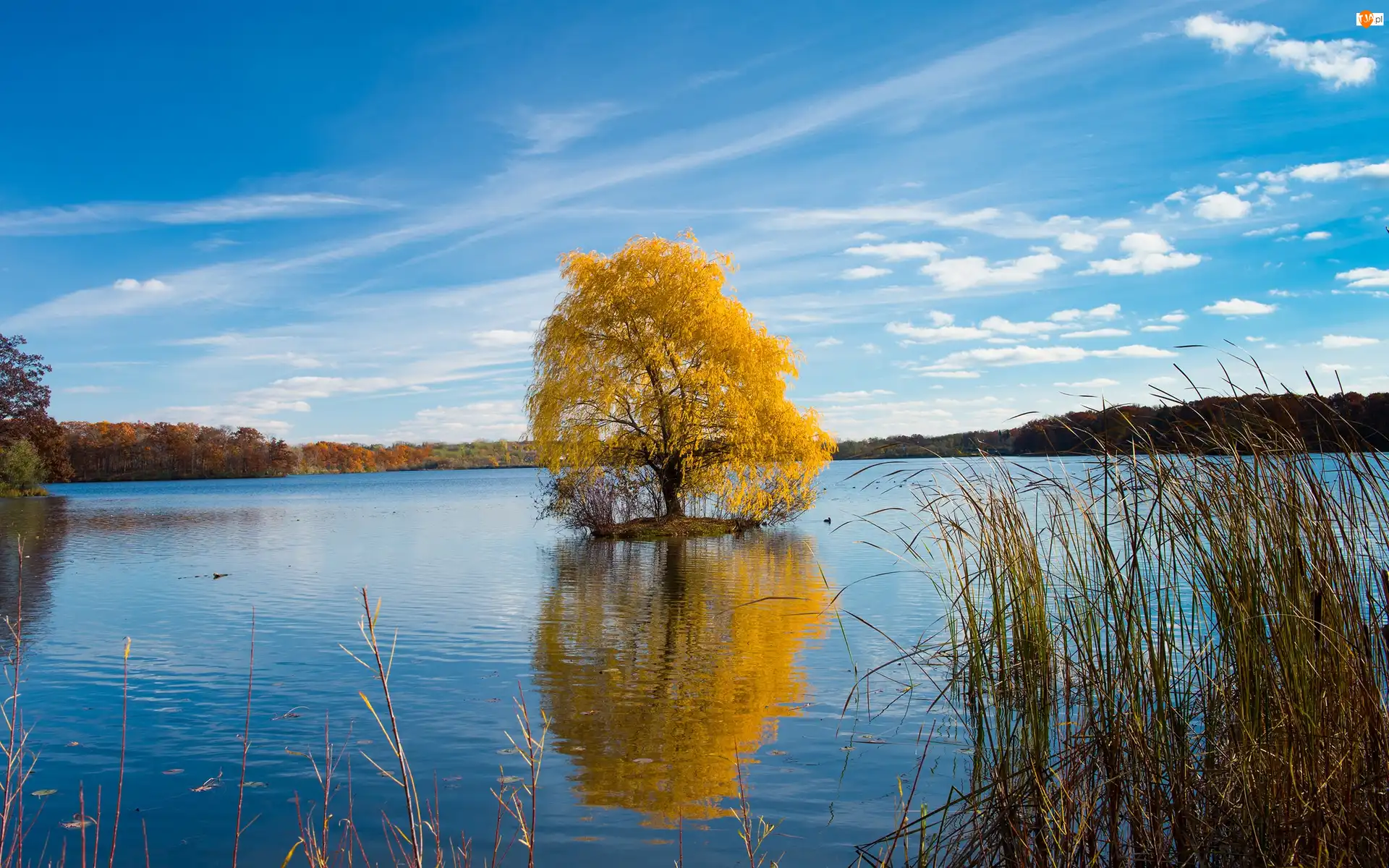 Drzewa, Jezioro, Las