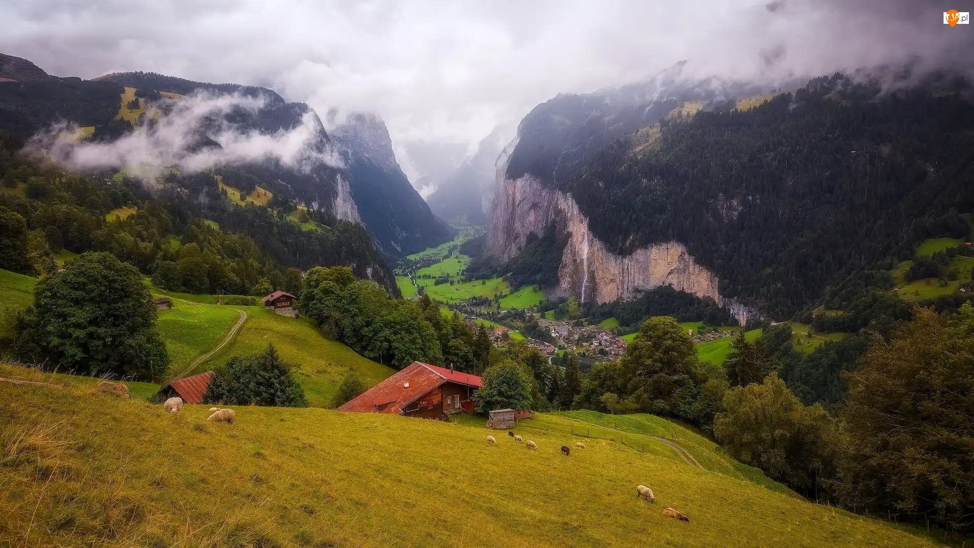 Owce, Góry, Drzewa, Domy, Łąka, Alpy, Dolina Lauterbrunnental, Szwajcaria, Mgła