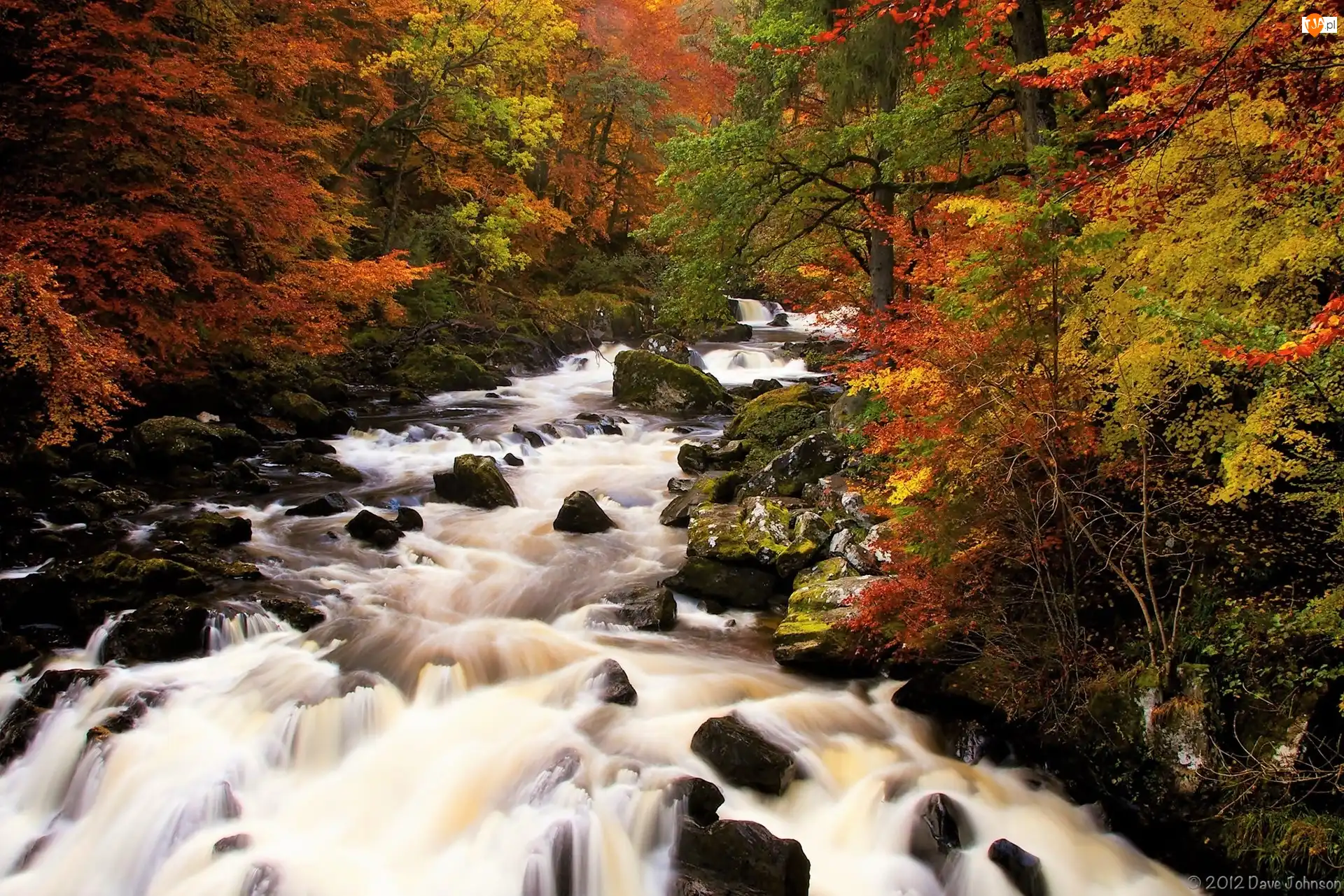 Kamienie, Szkocja, Las państwowy Hermitage, Las, Hrabstwo Perthshire, Rzeka Braan, Jesień, Las Craigvinean