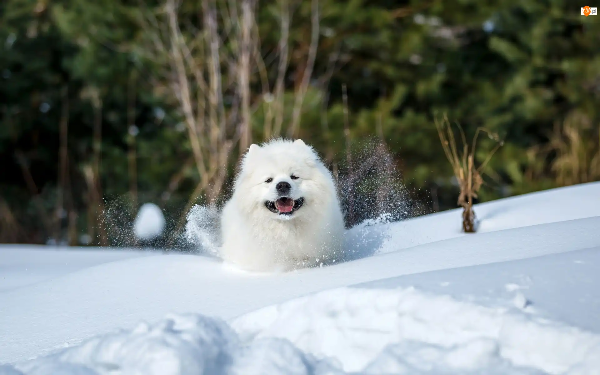 Śnieg, Biały, Pies, Samojed