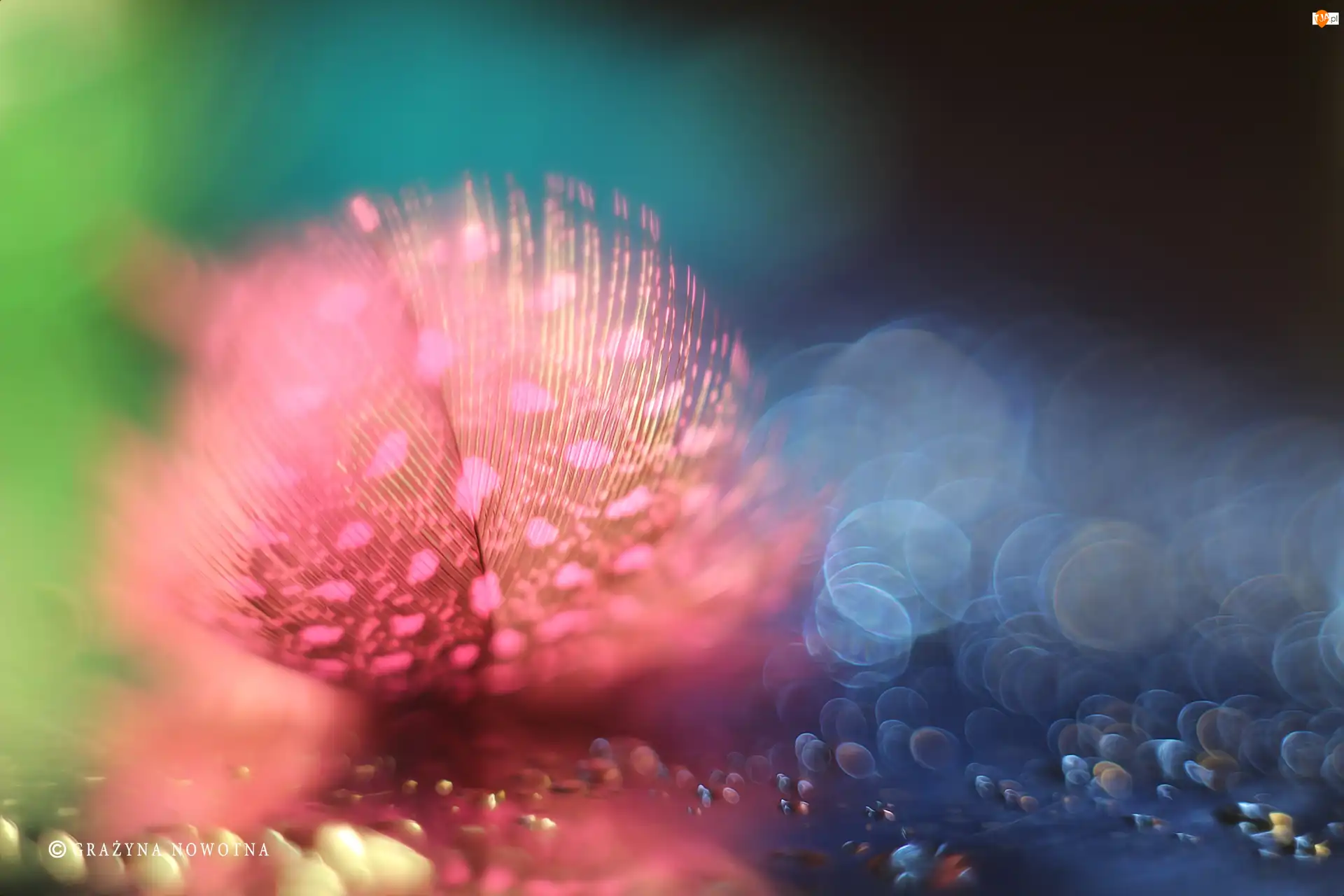 Bokeh, Różowe, Piórko, Makro